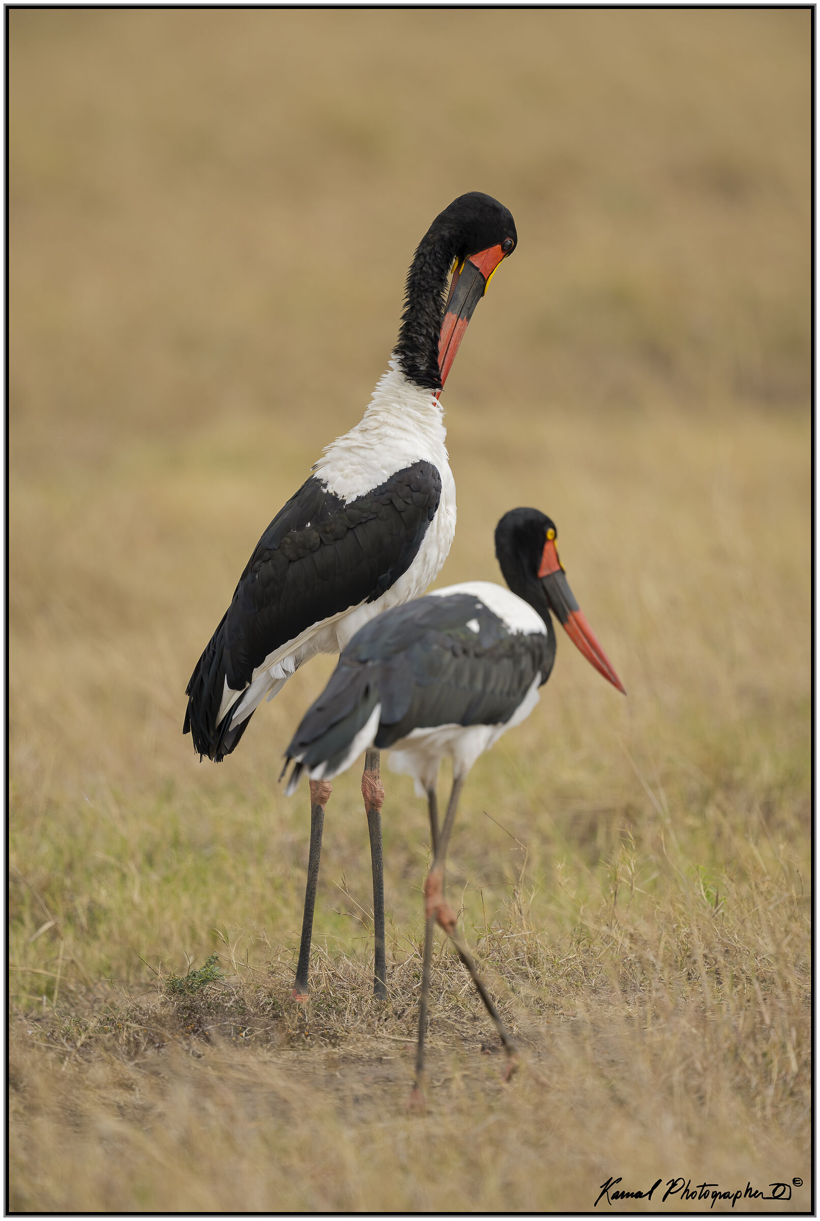 Ephippiorhynchus senegalensis