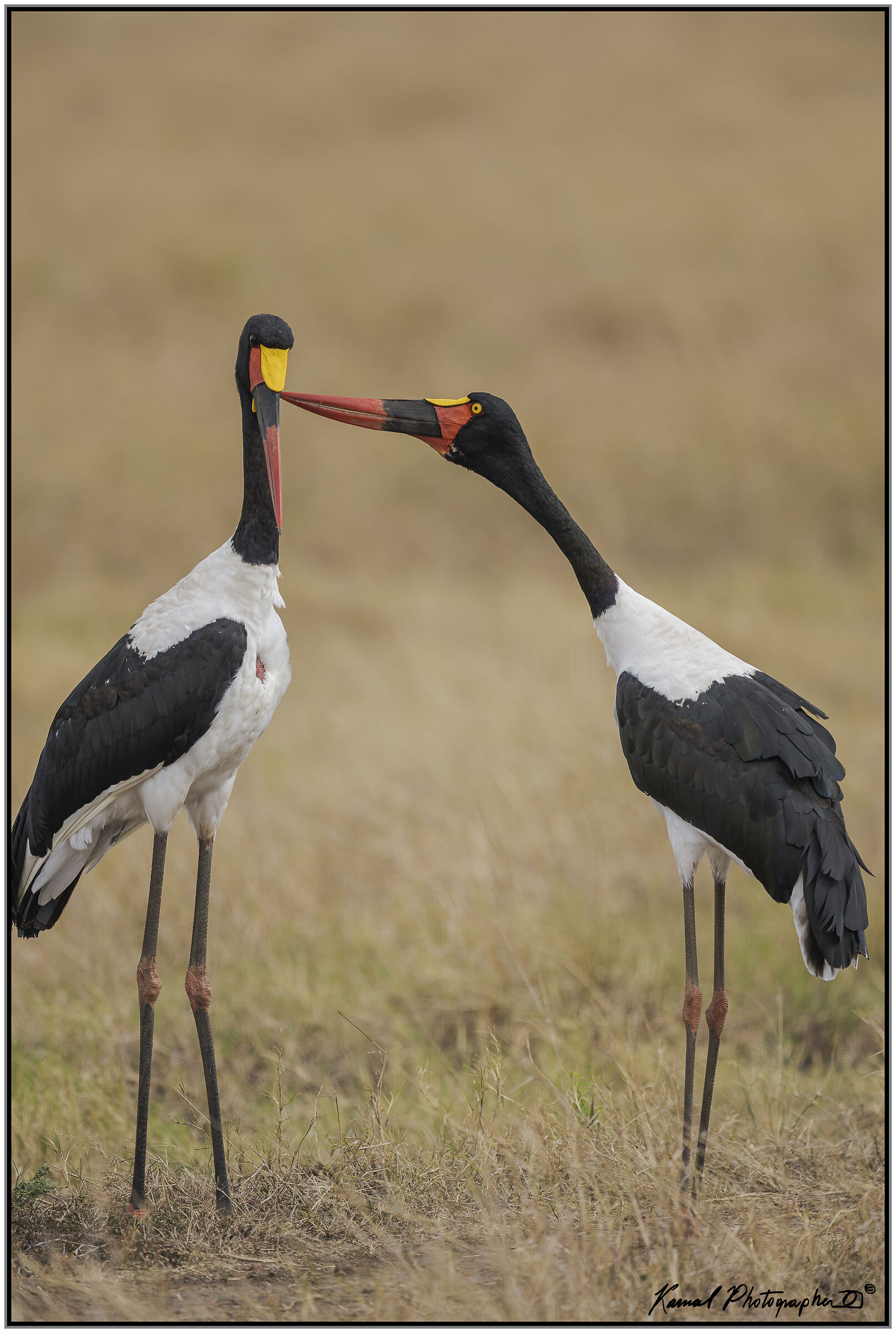 Ephippiorhynchus senegalensis