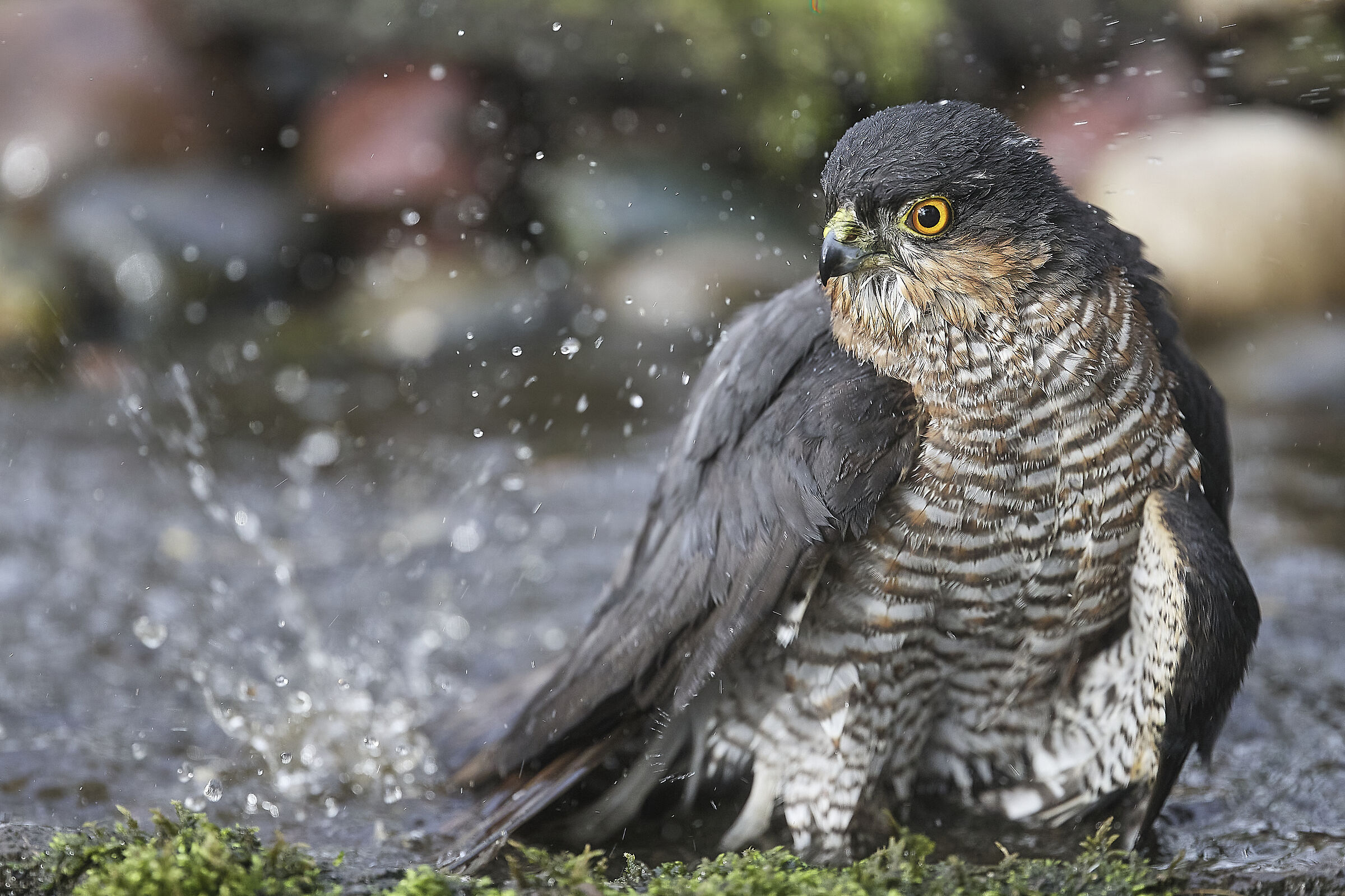 Sparrowhawk