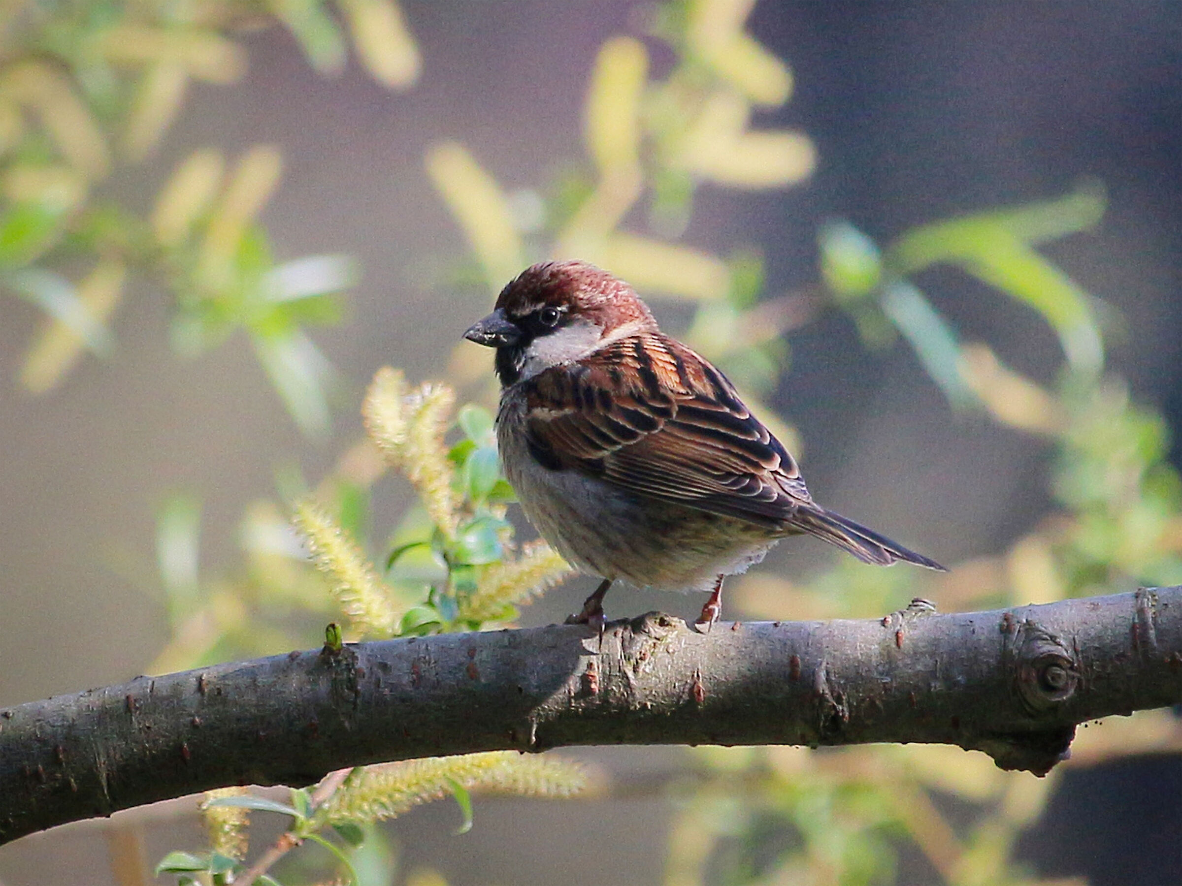 Male Sparrow