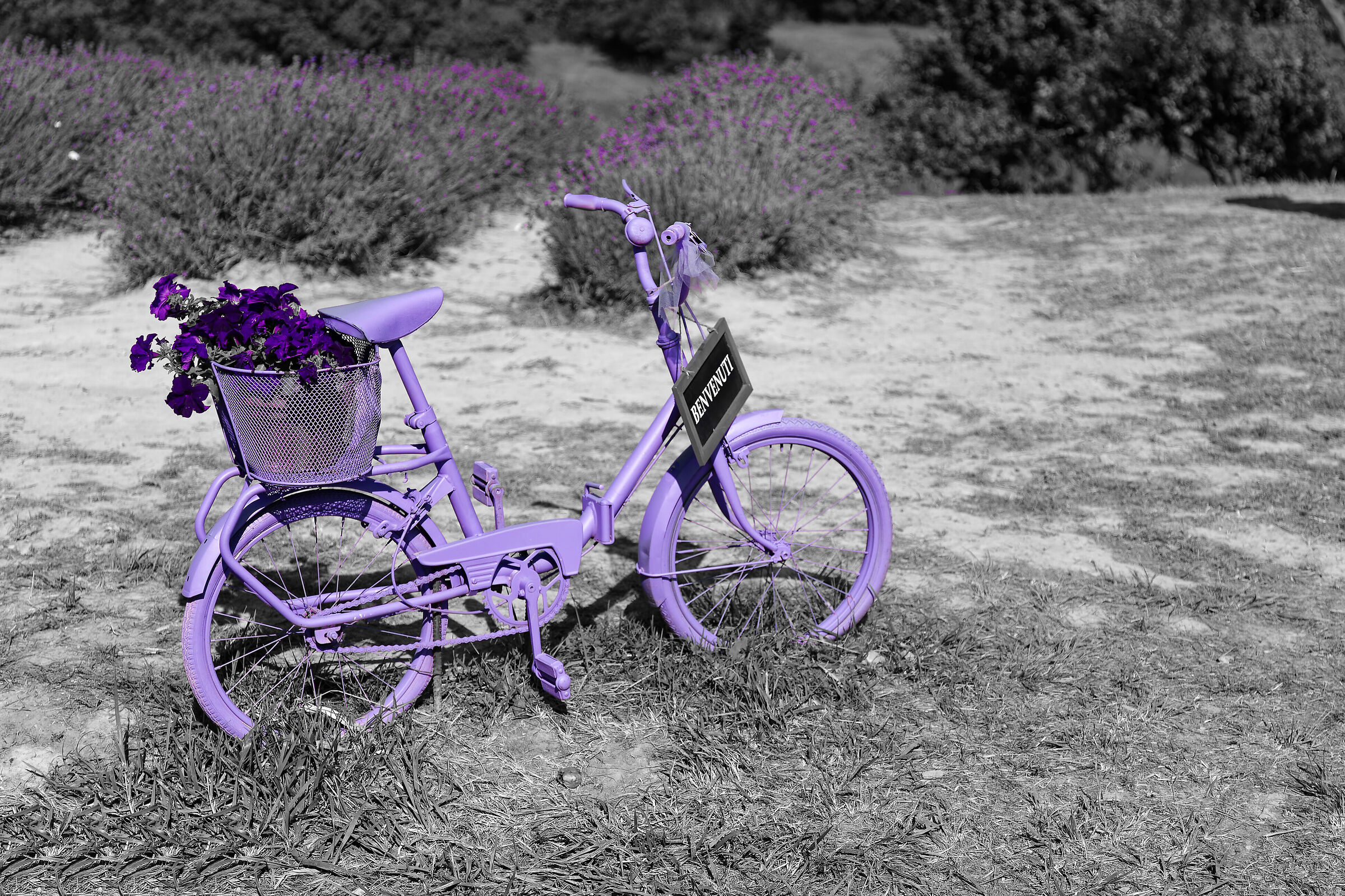 Bike - lavender