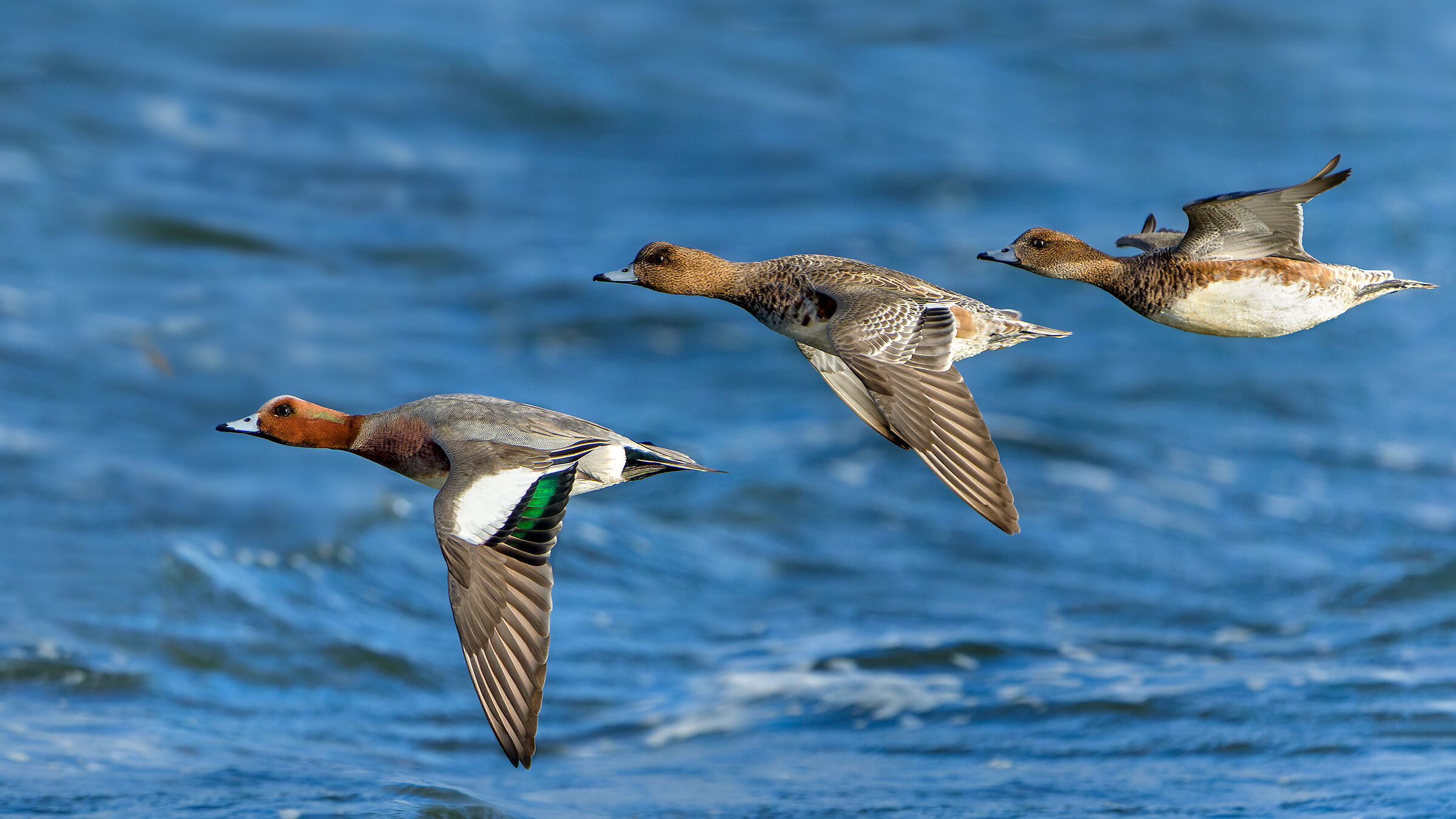Wigeons