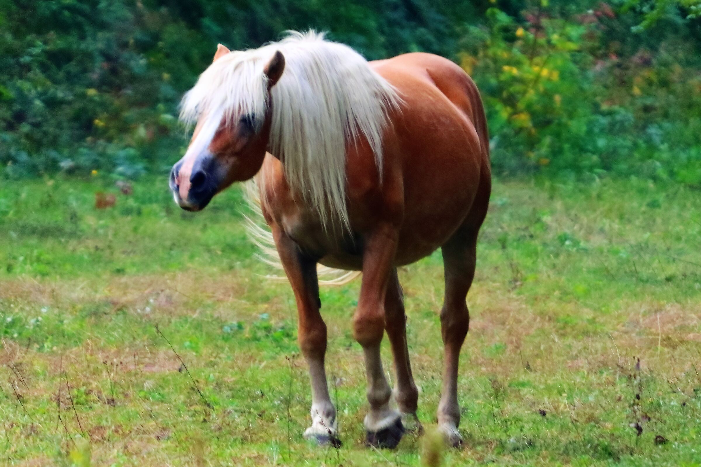 avelignese 13-10-2022