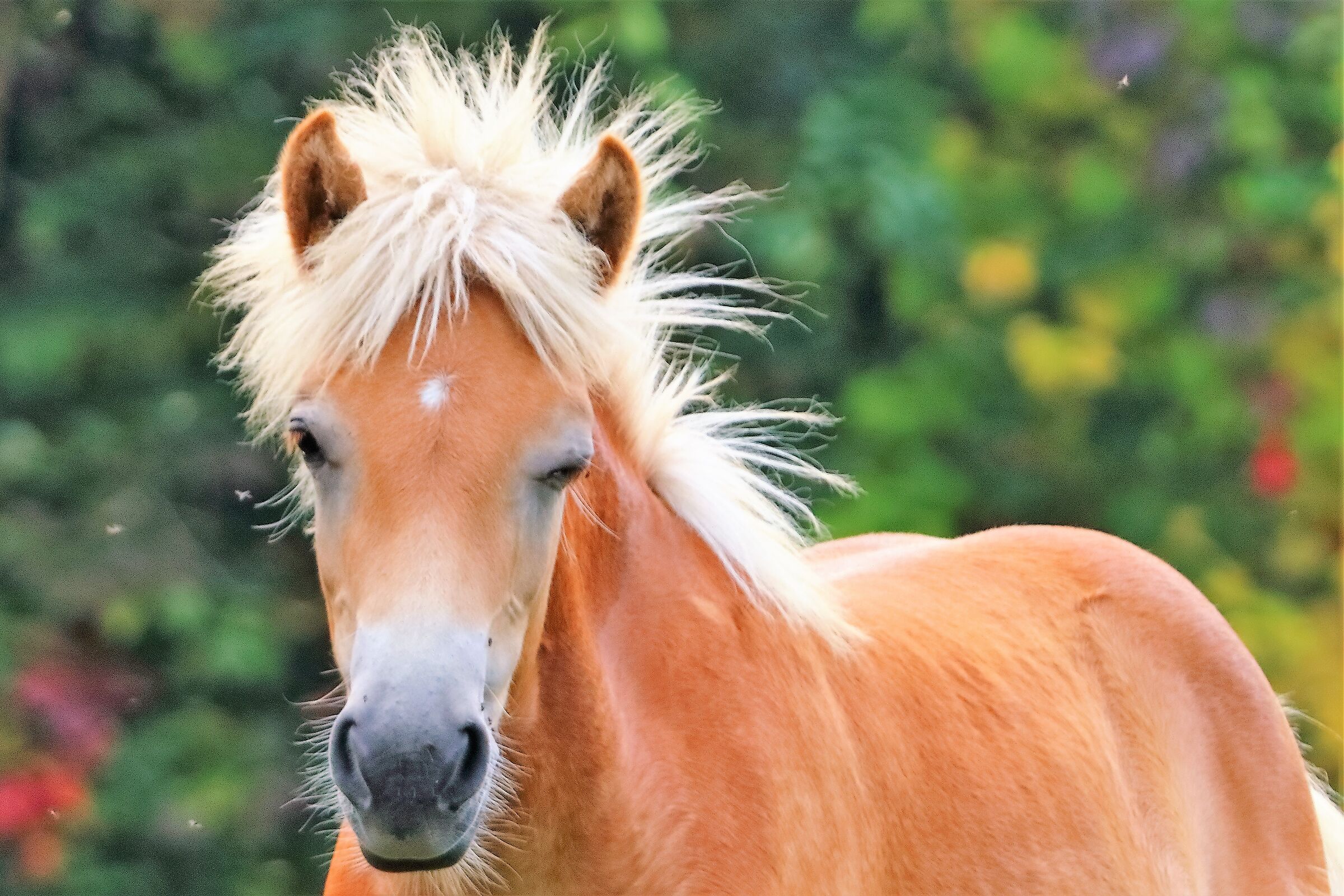 avelignese 13-10-2022