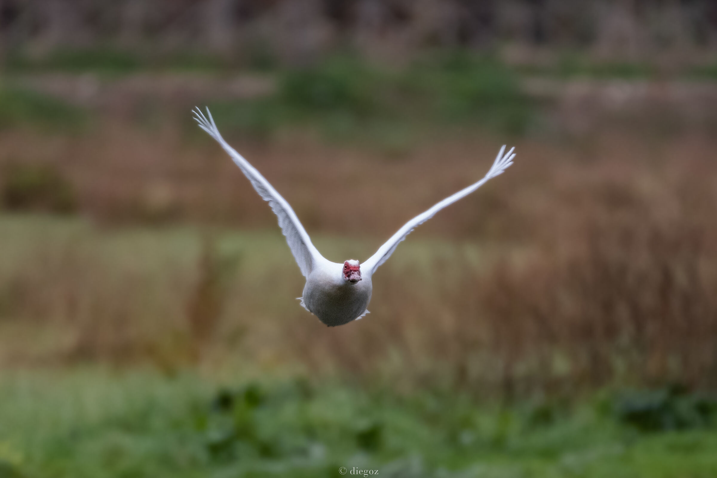 ti punto ma non ti avviso(sono muta)