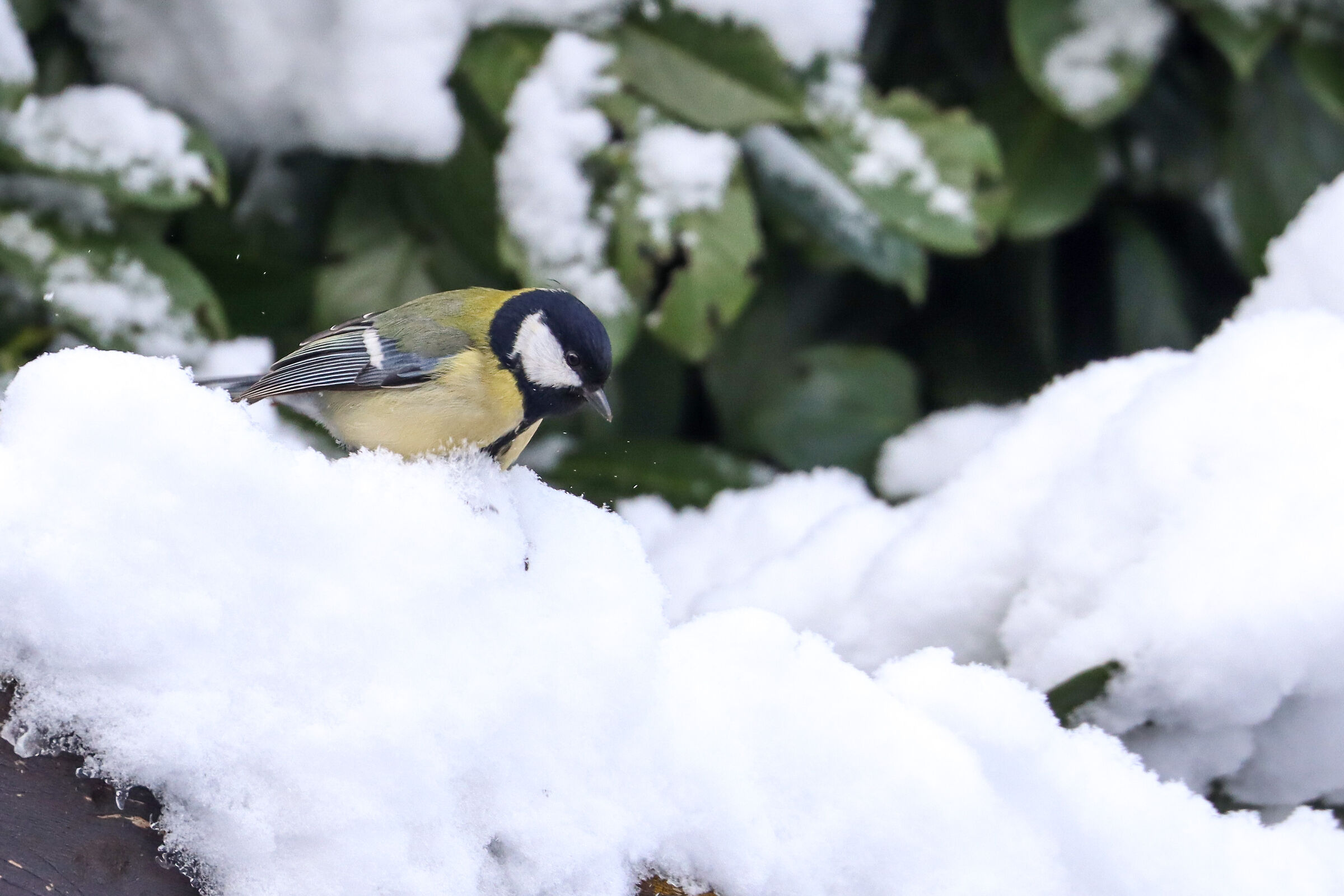 Fresh snow!