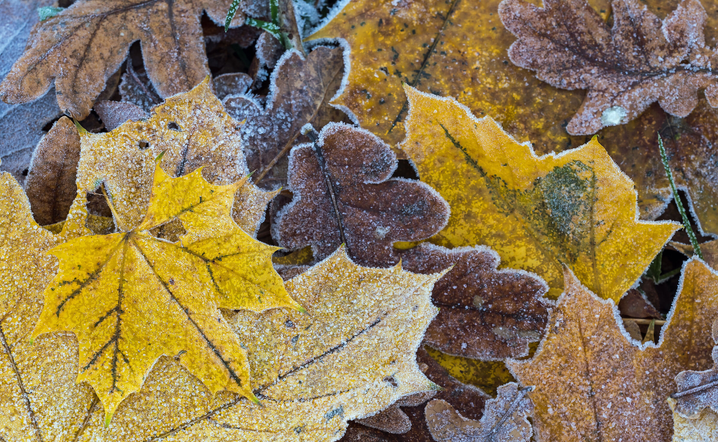 Primi segni dell'inverno