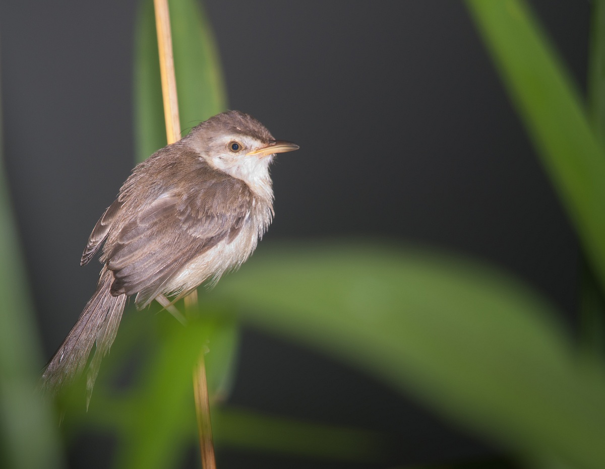Pianura Prinia - giovanile