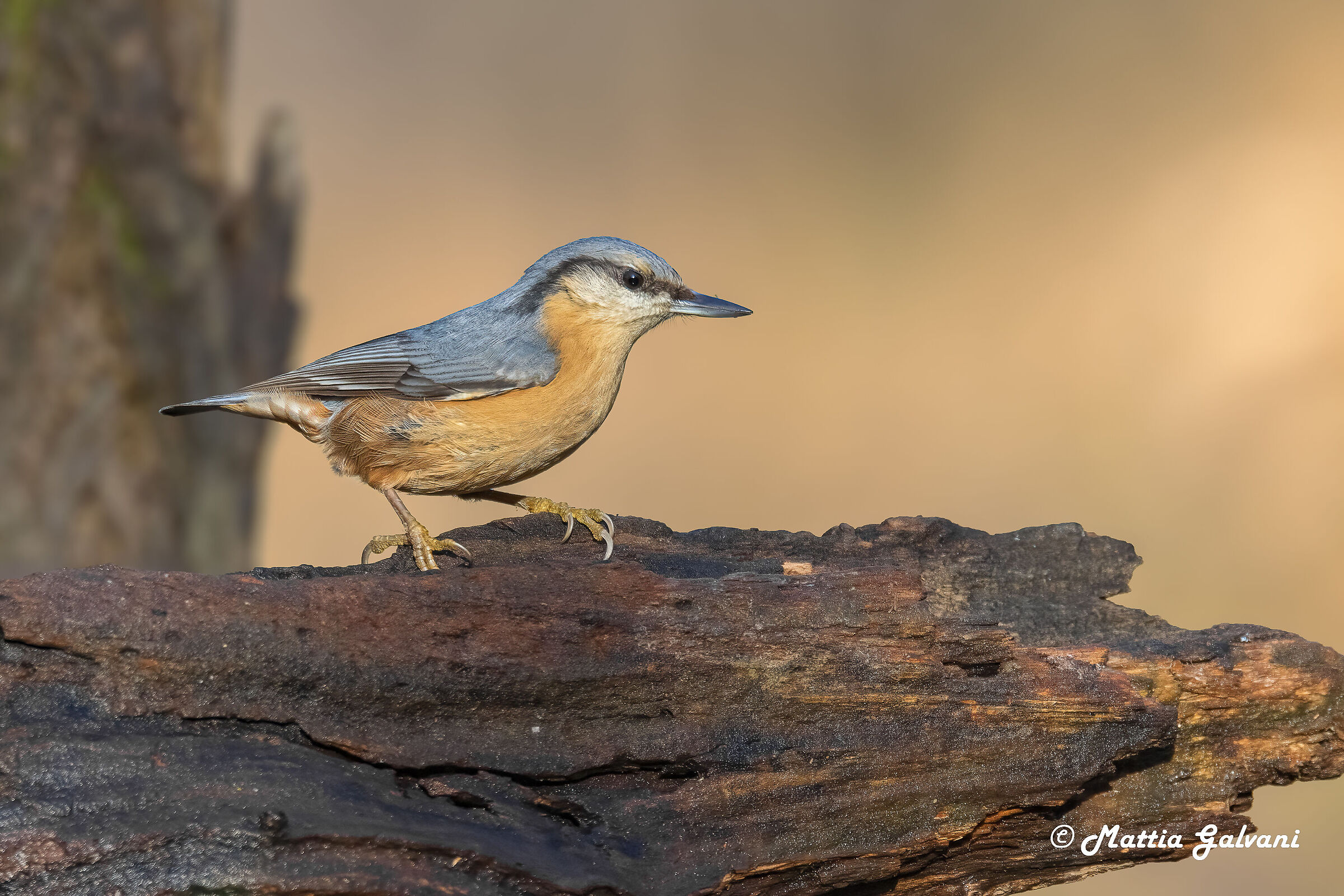 Wood nuthatch