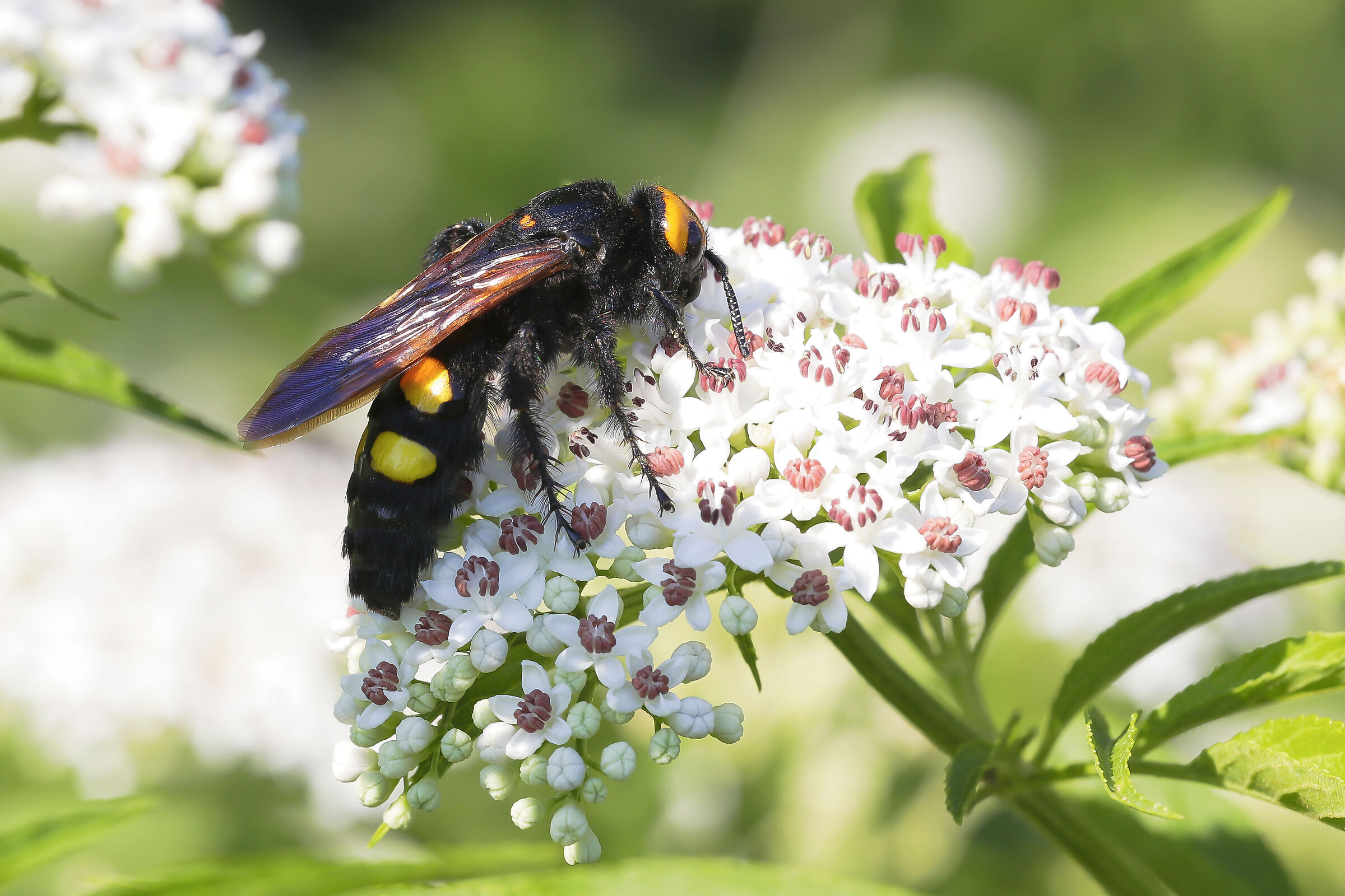 Megascolia maculata flavifrons