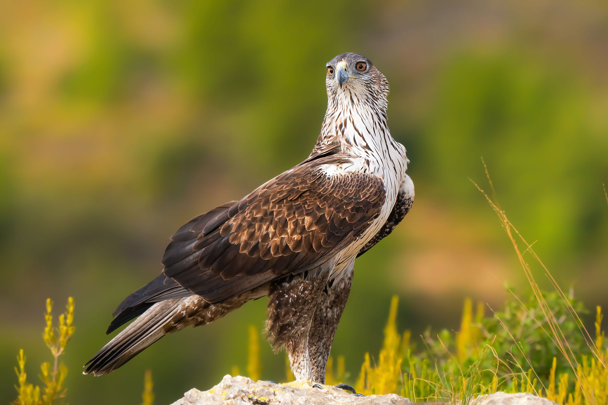 Aquila di Bonelli femmina