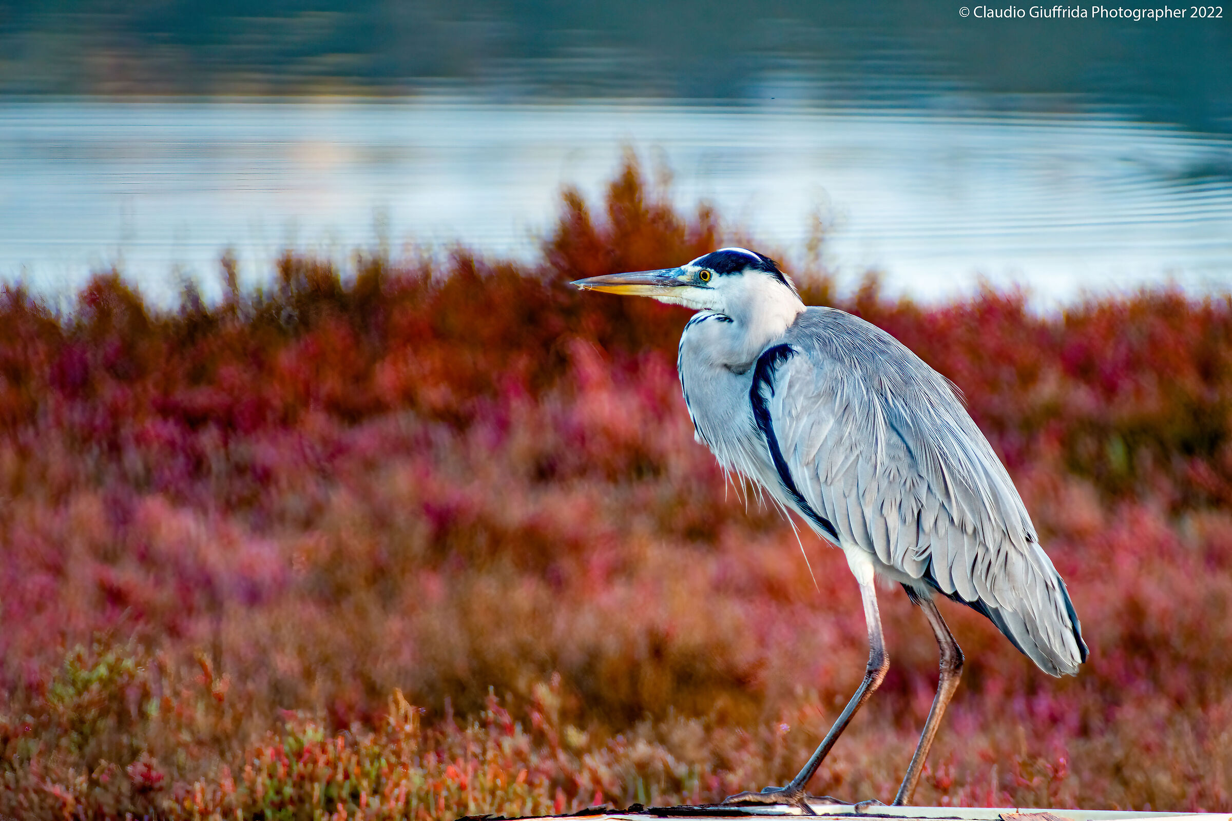 Airone tra la salicornia
