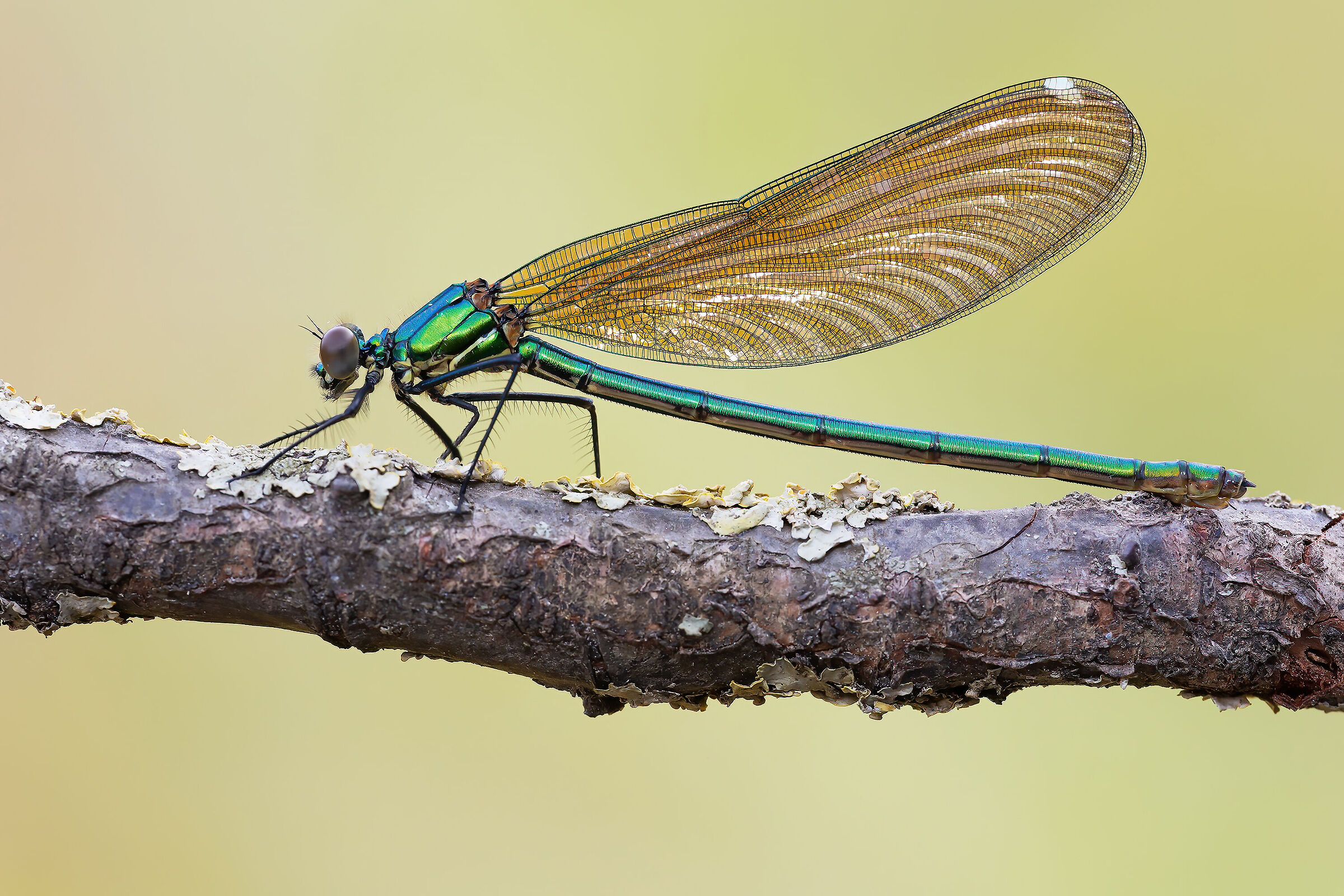 Calopteryx splendens