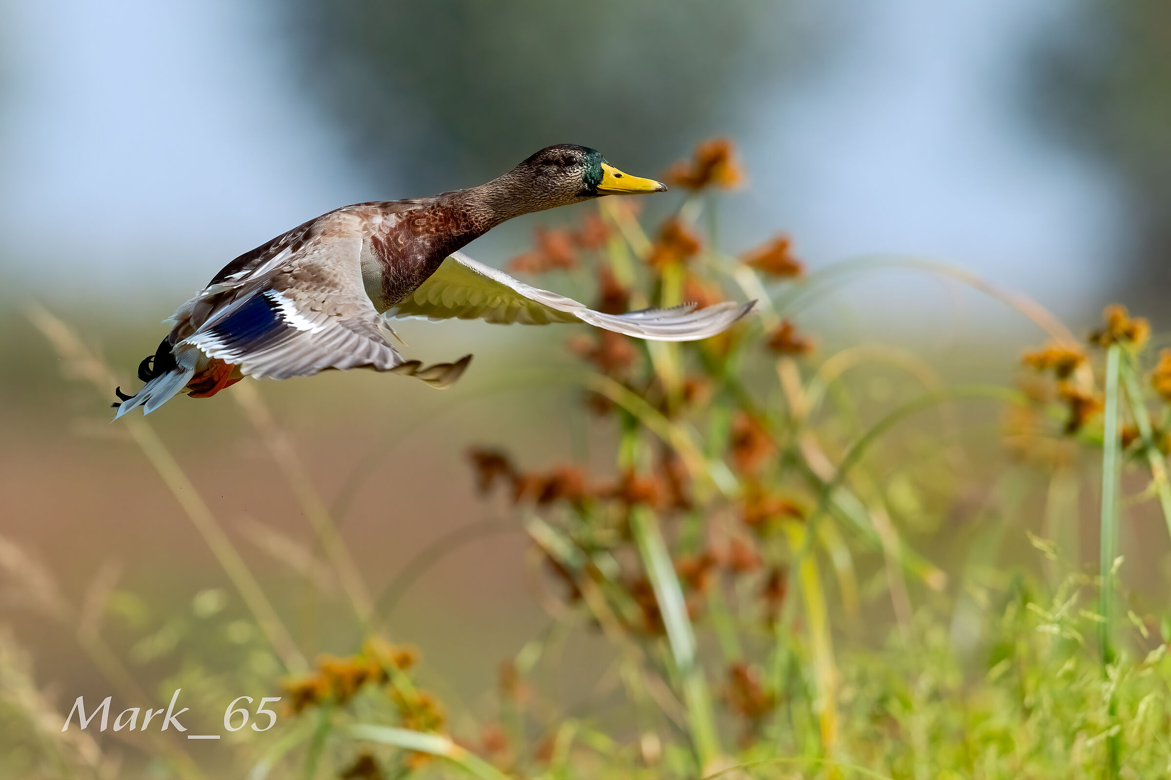 mallard