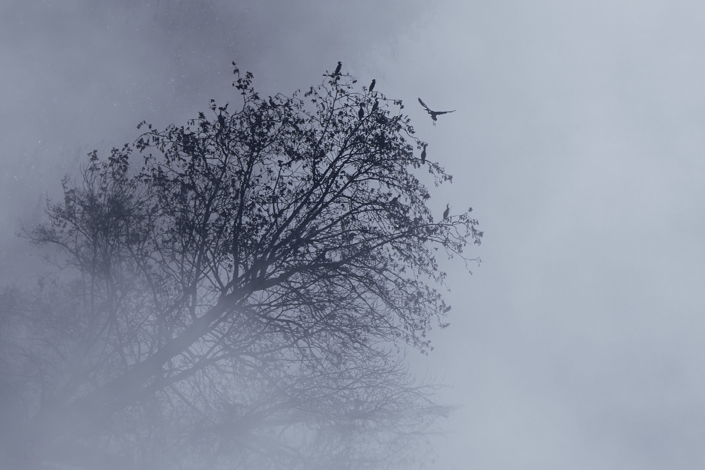 Mattina nebbiosa sul fiume Adda, Airone Cenerino e...