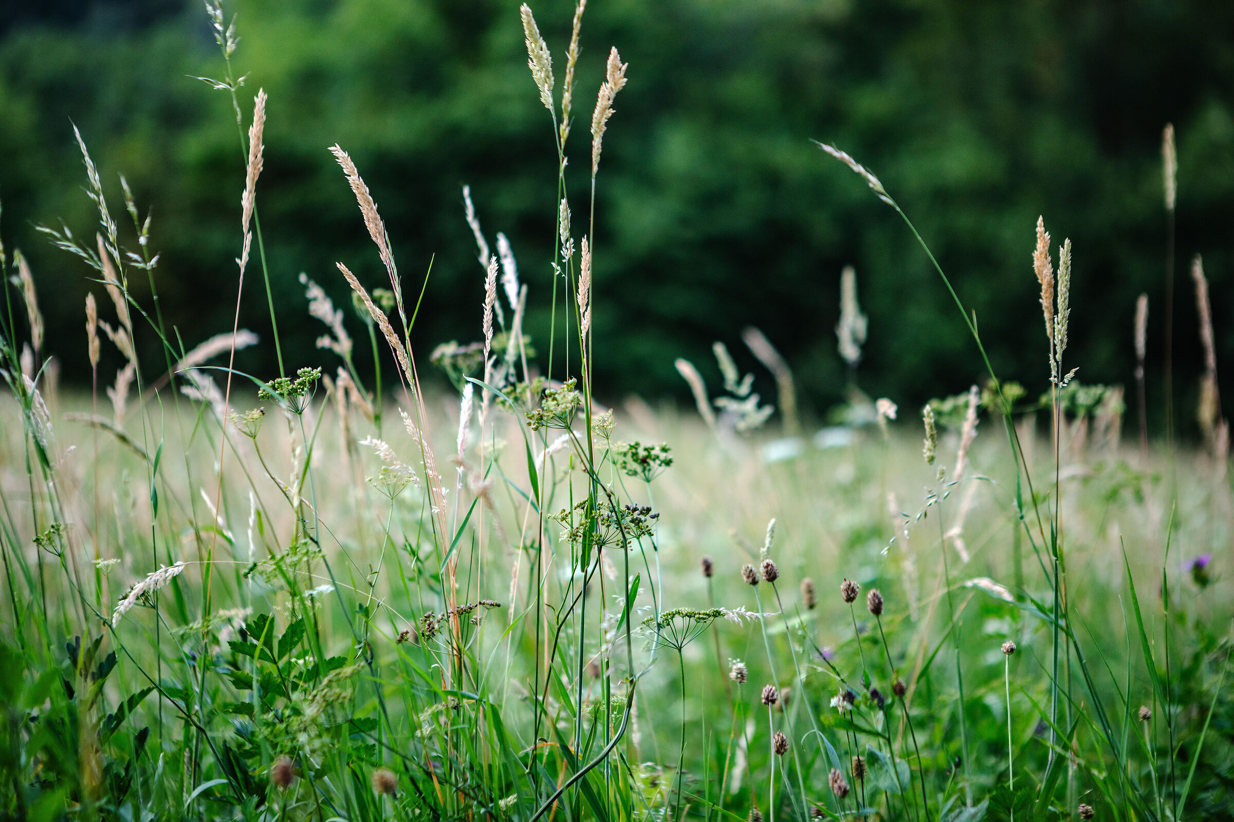 Meadow
