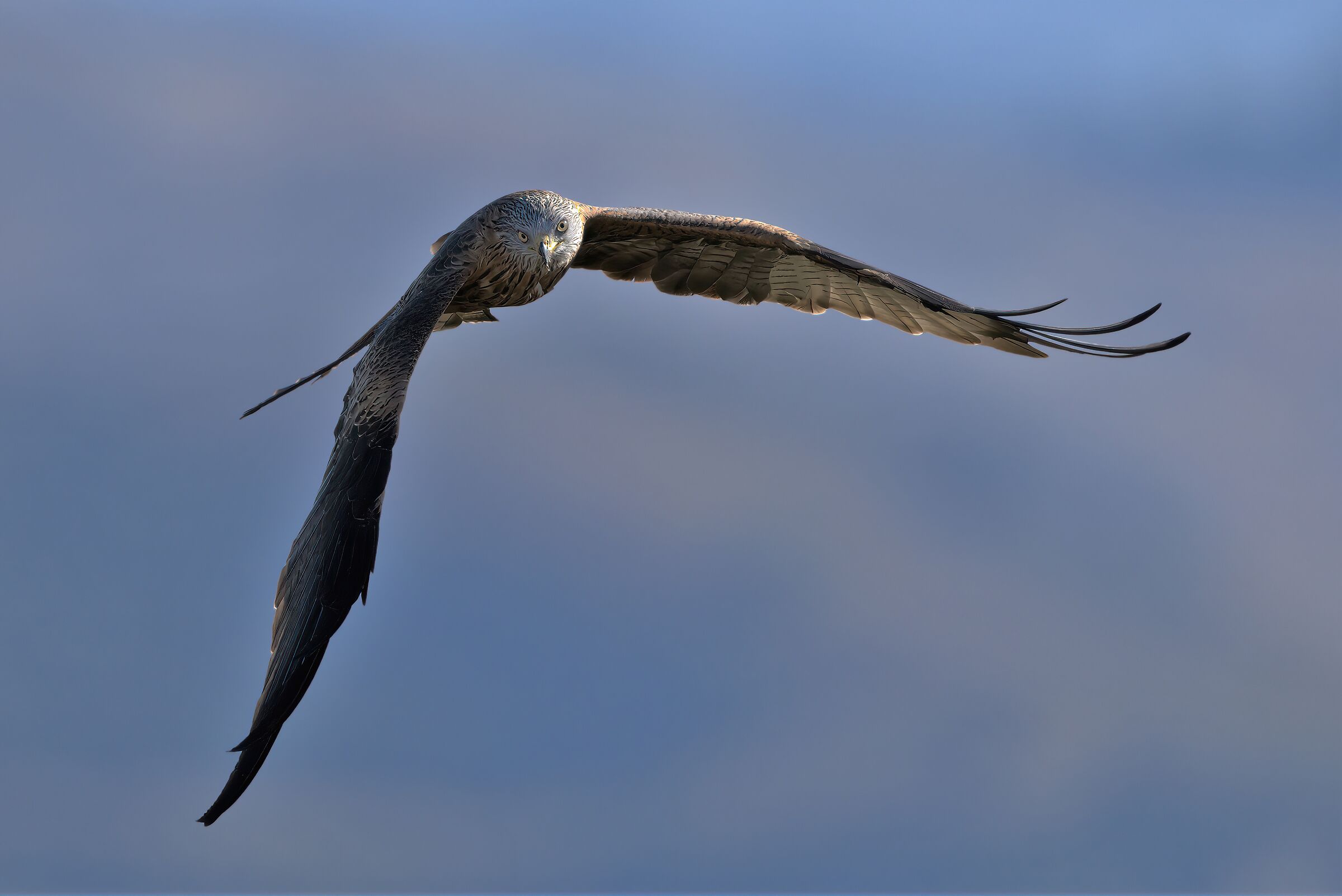 red kite