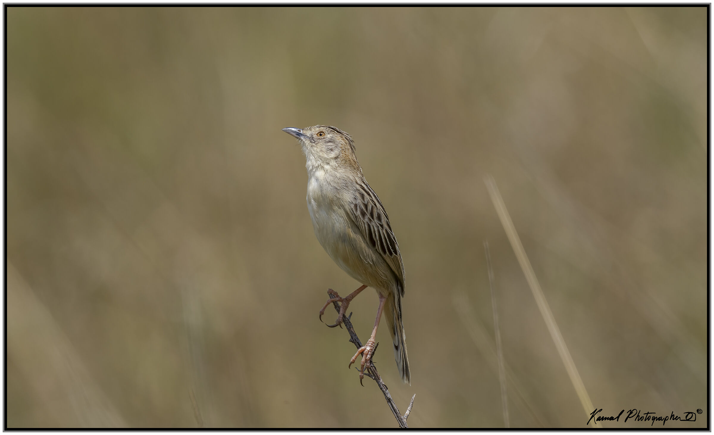 Rufous-naped greenlet