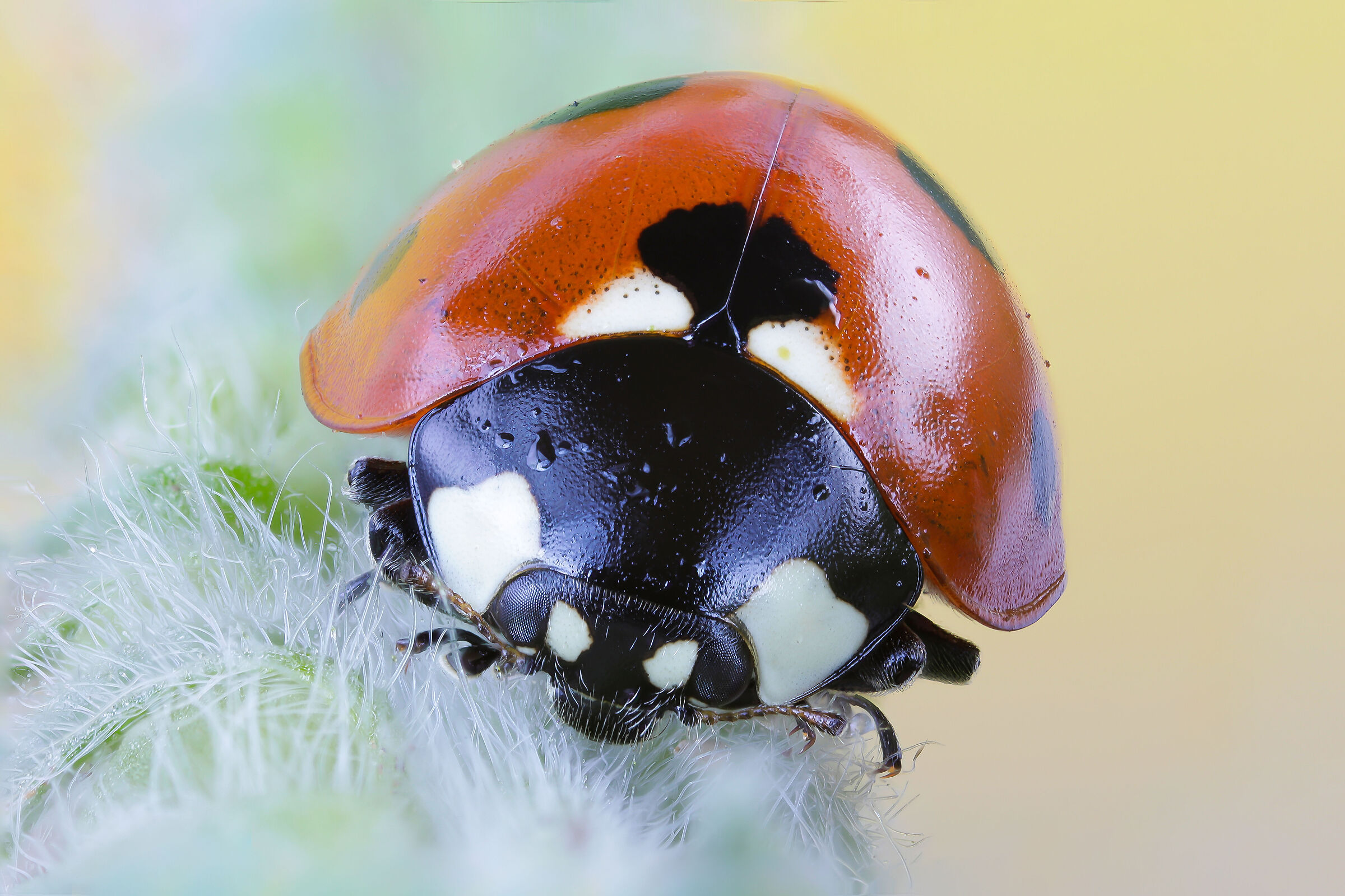 Coccinella septempunctata