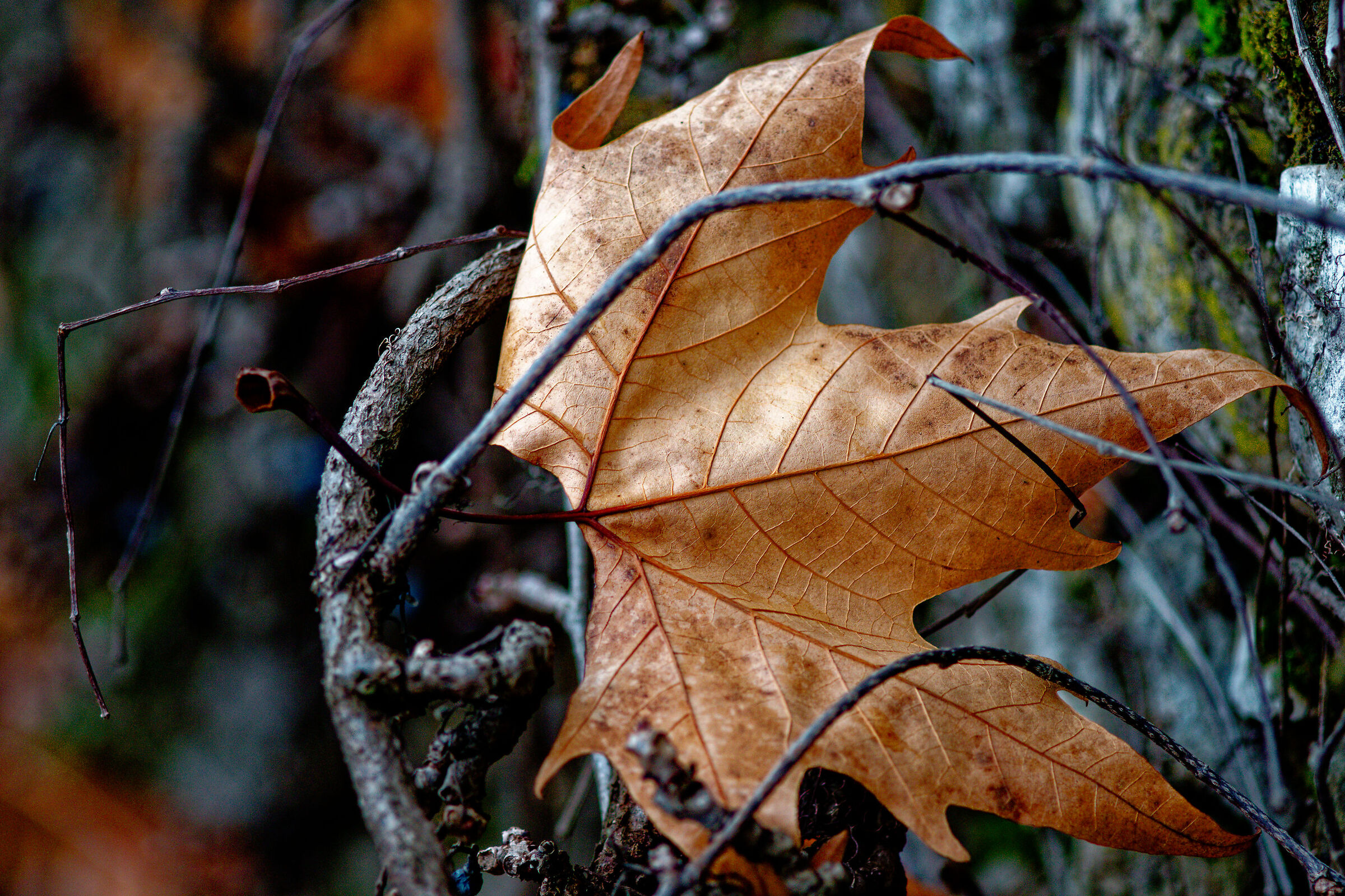 Late Autumn