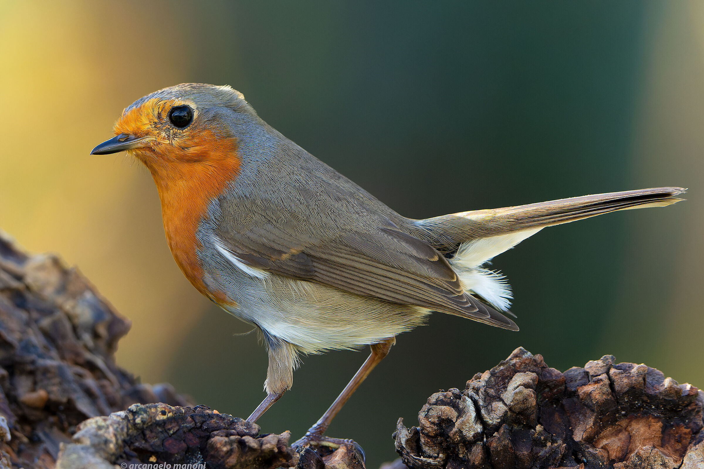 Pettirosso spettinato