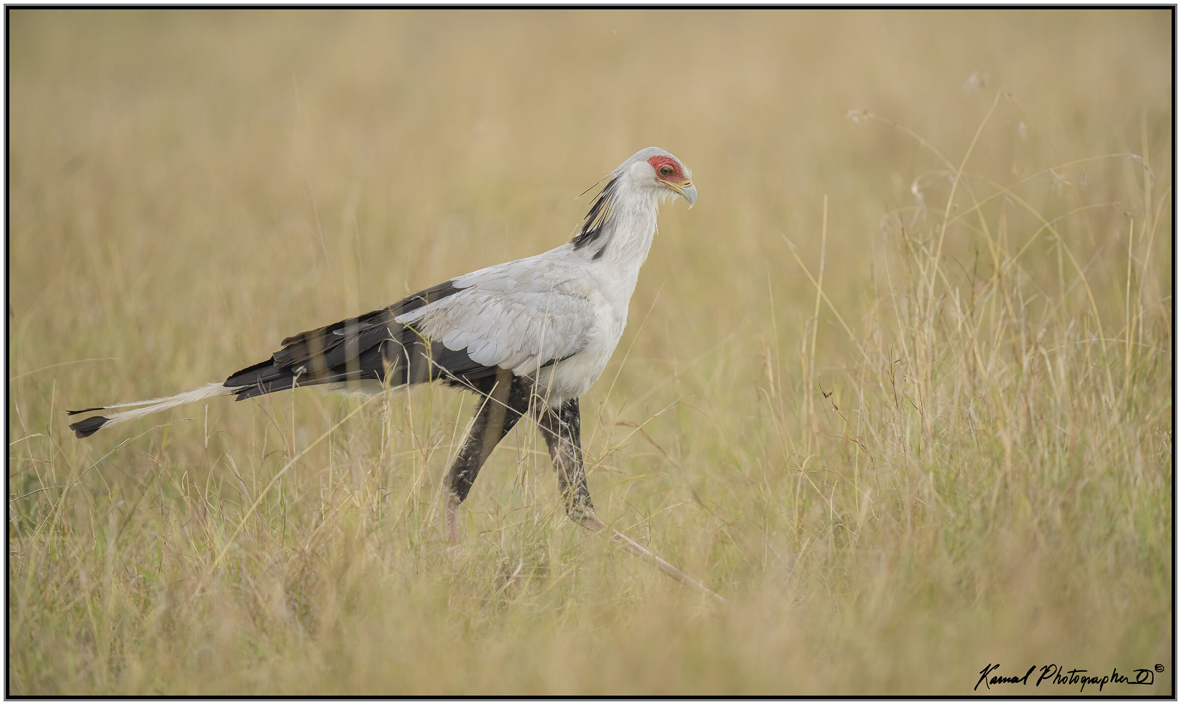 Sagittarius serpentarius