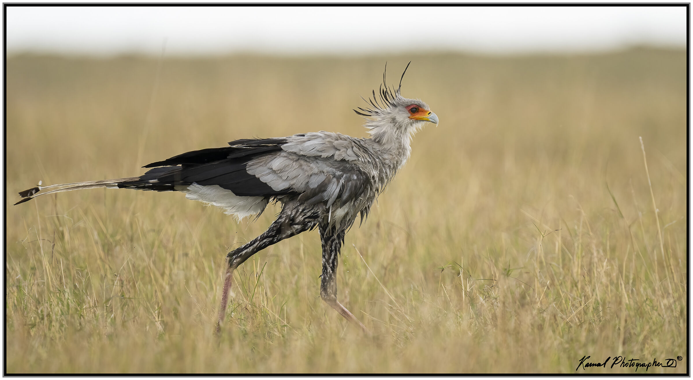 Sagittarius serpentarius