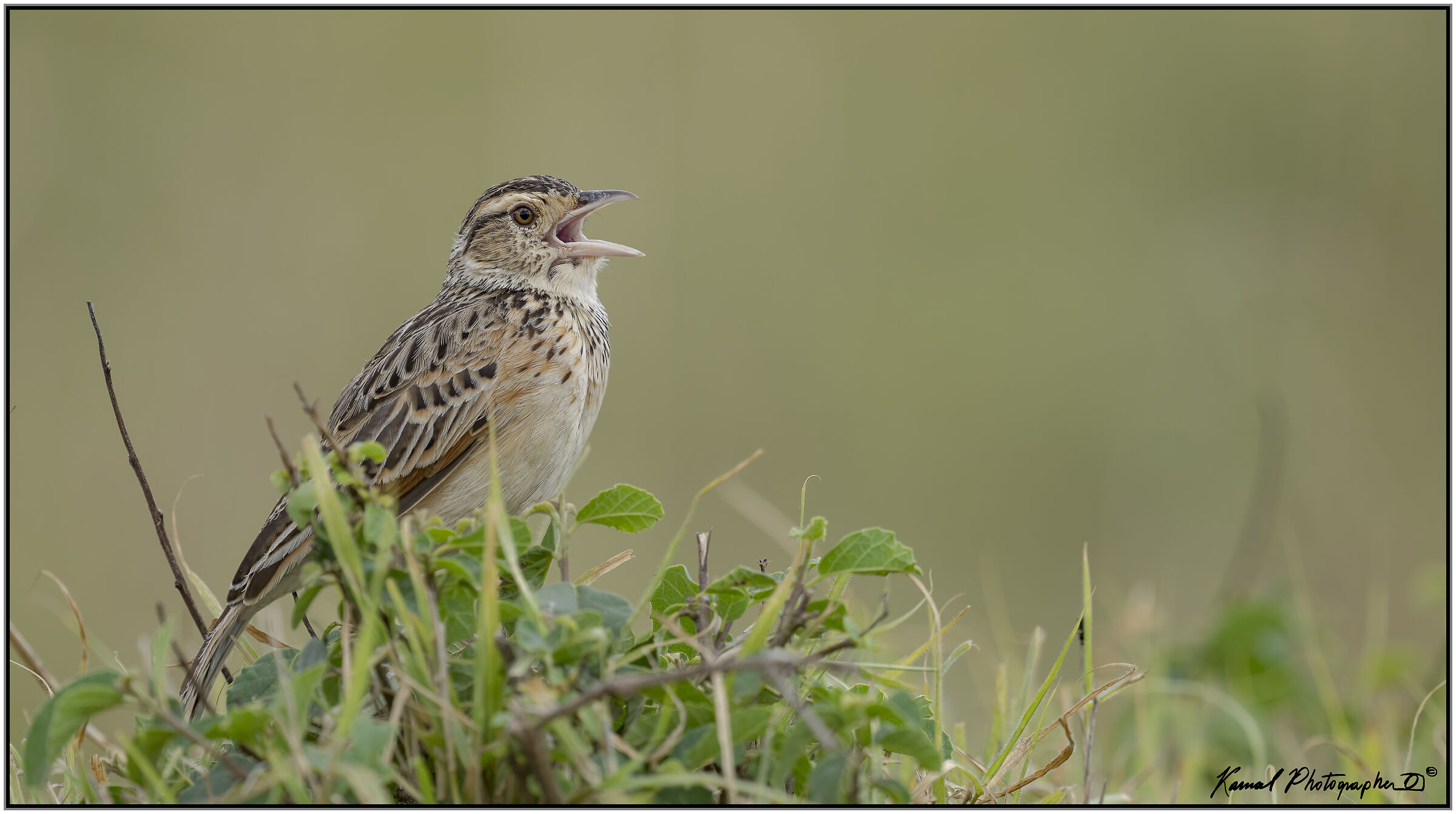 Rufous-naped greenlet