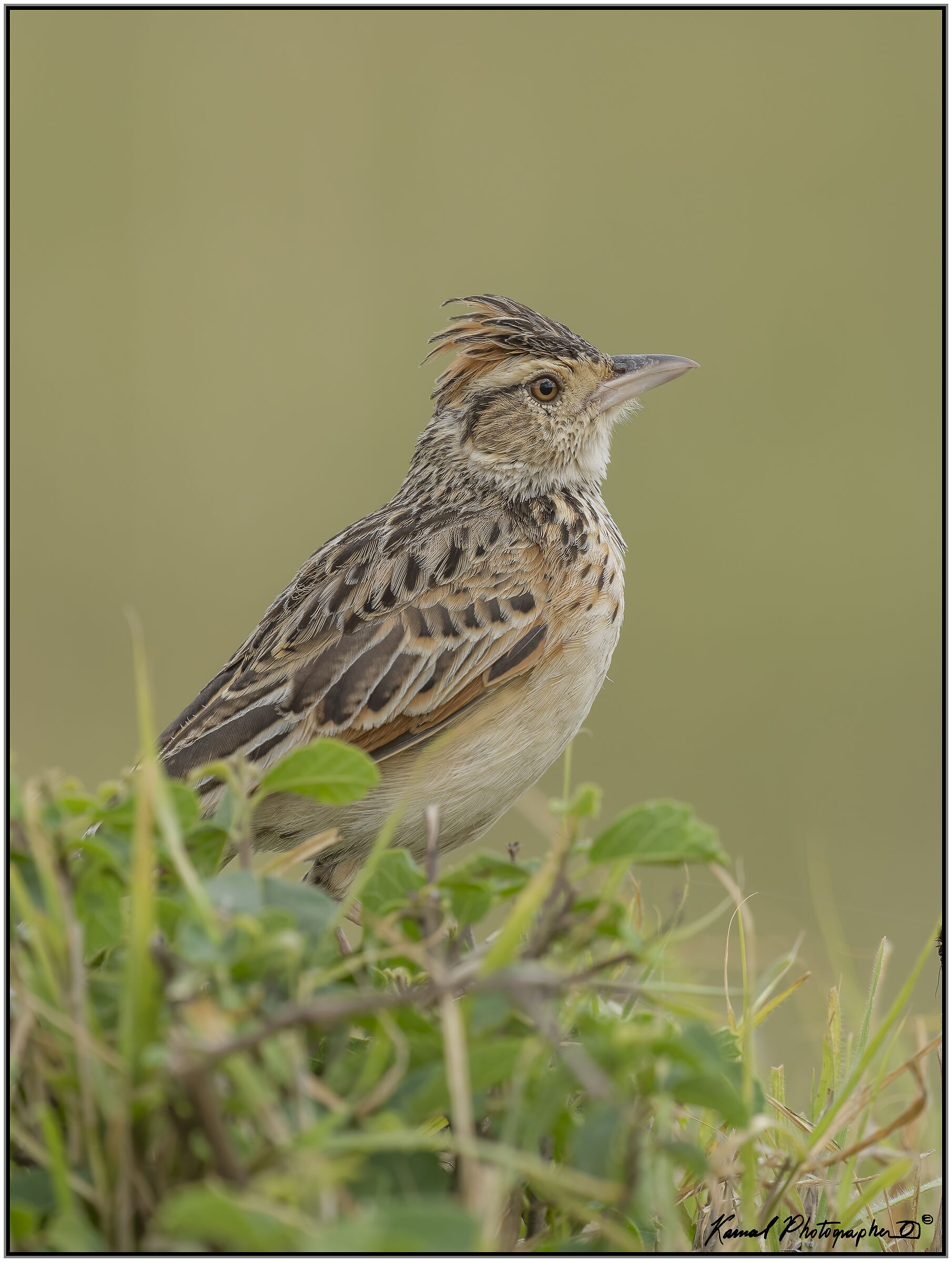 Rufous-naped greenlet