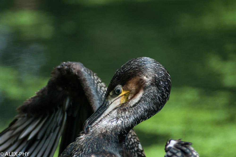 cormorant