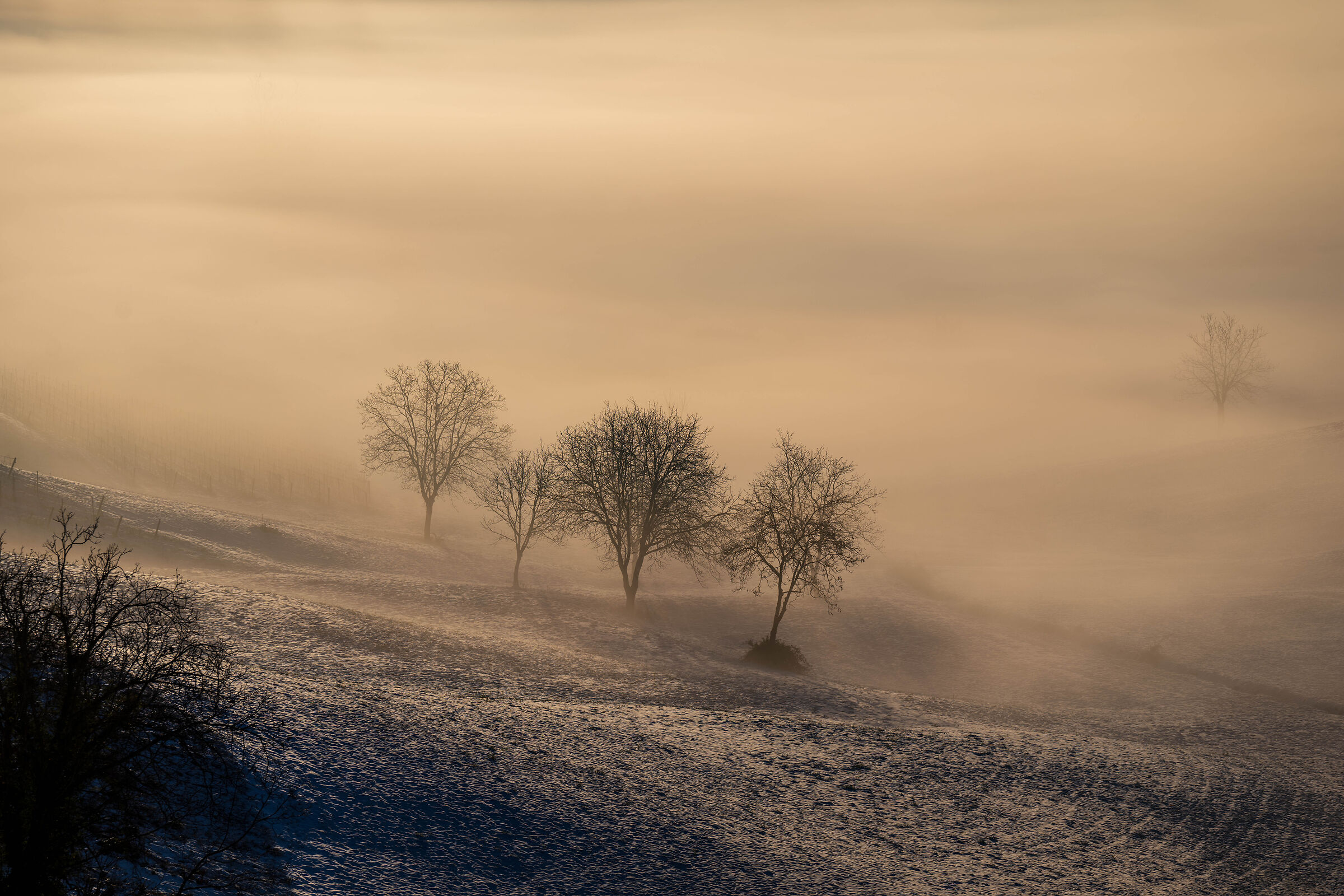 Scattered trees
