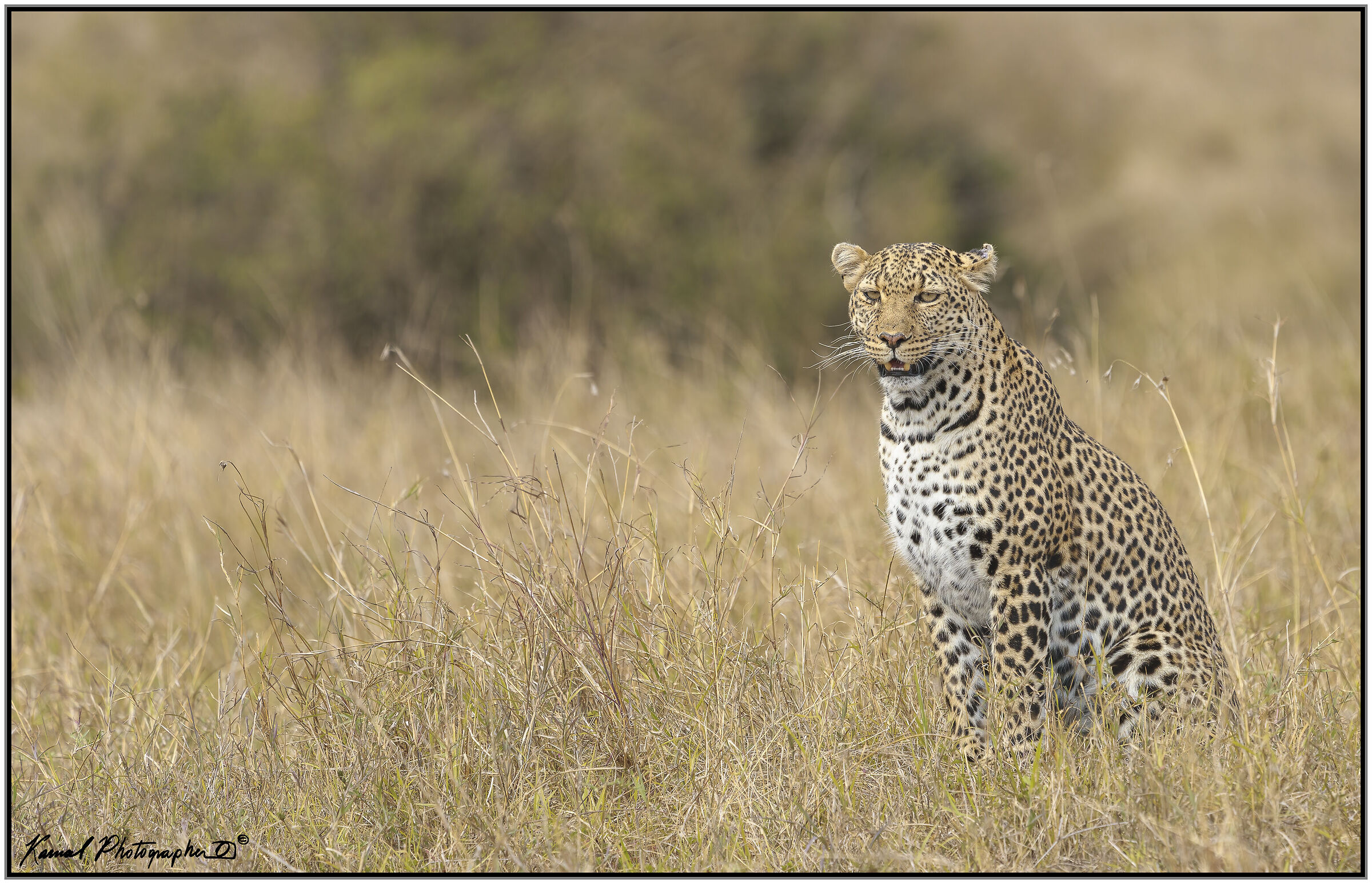 Panthera pardus