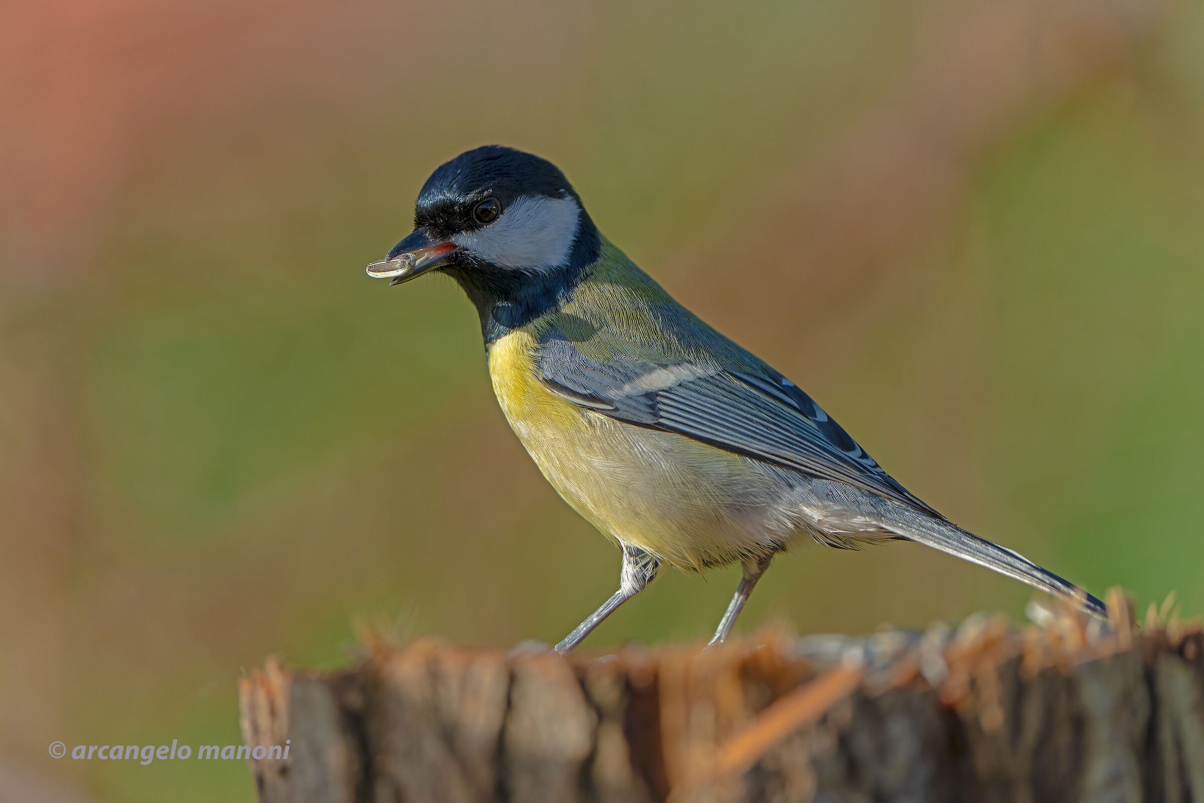 In search of the lost seed