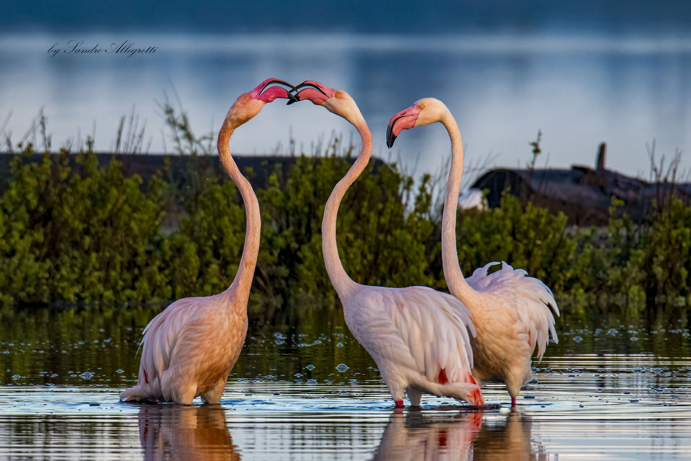 Greater flamingo
