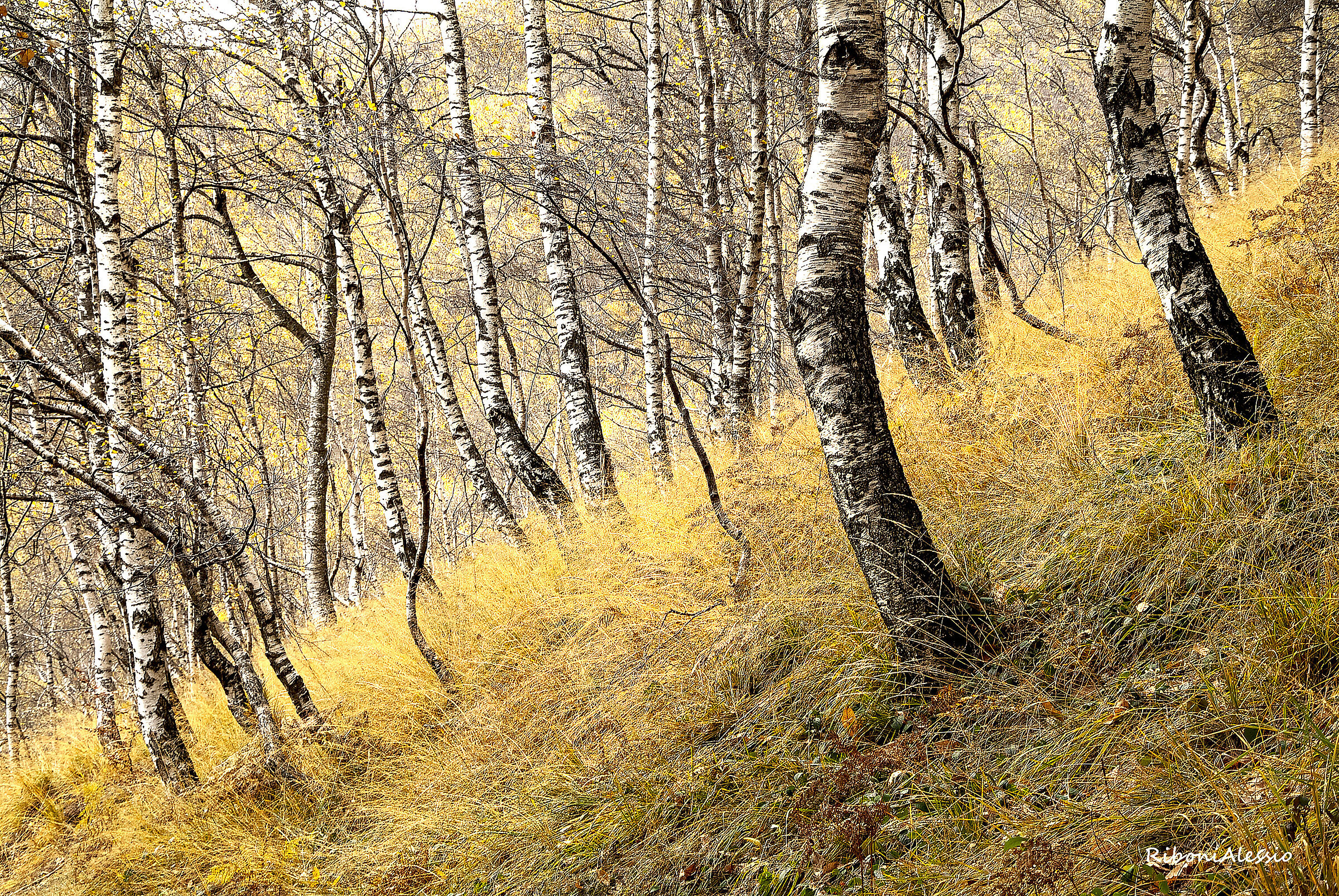 birch grove