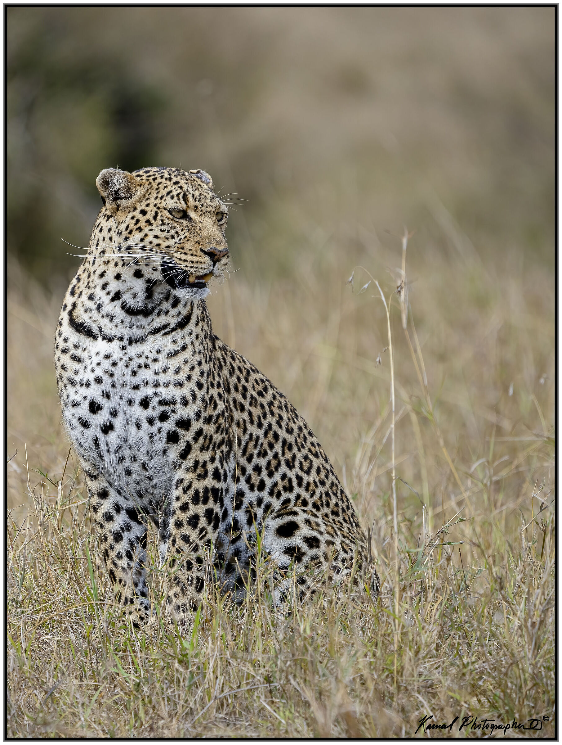 Panthera pardus