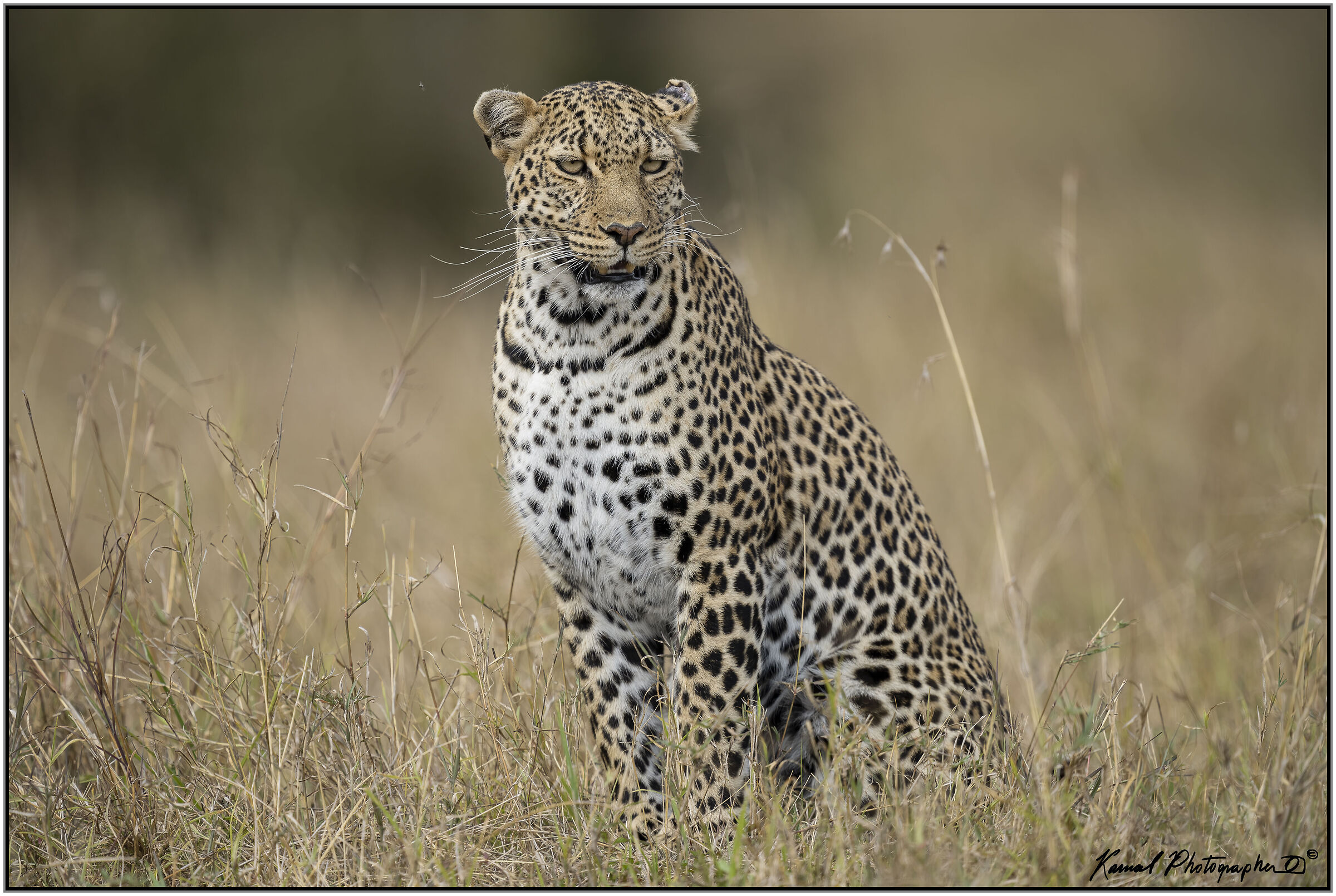 Panthera pardus