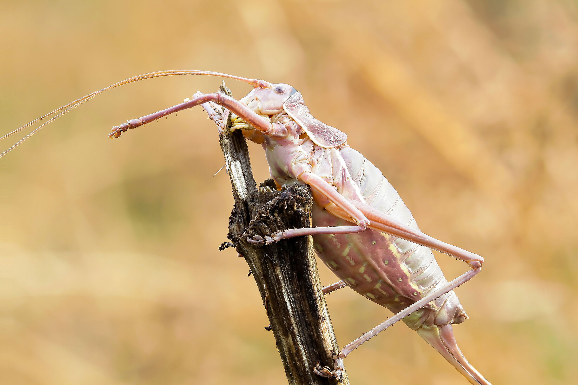 Ephippiger sp. z o.o.