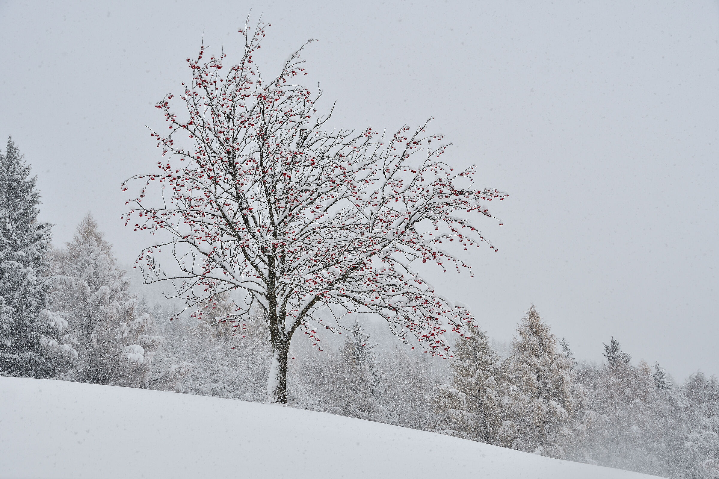 berry tree