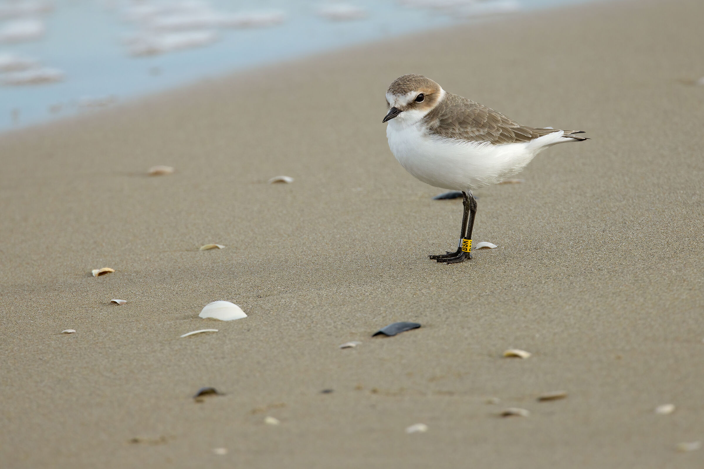 Fratino (Charadrius alexandrinus)