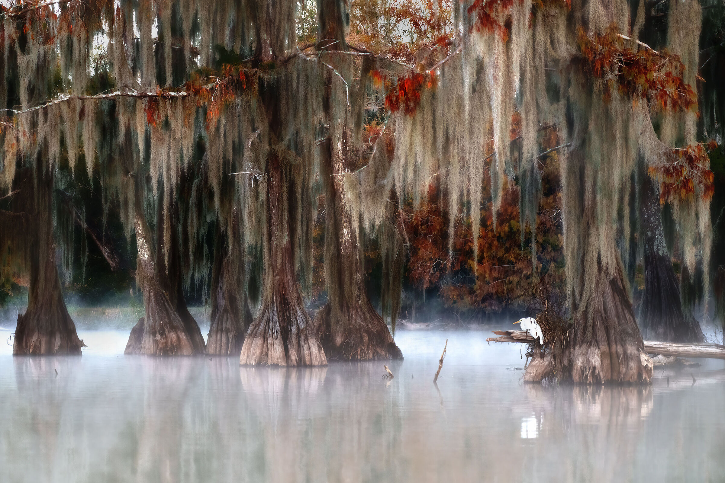 heron in Louisiana cypresses