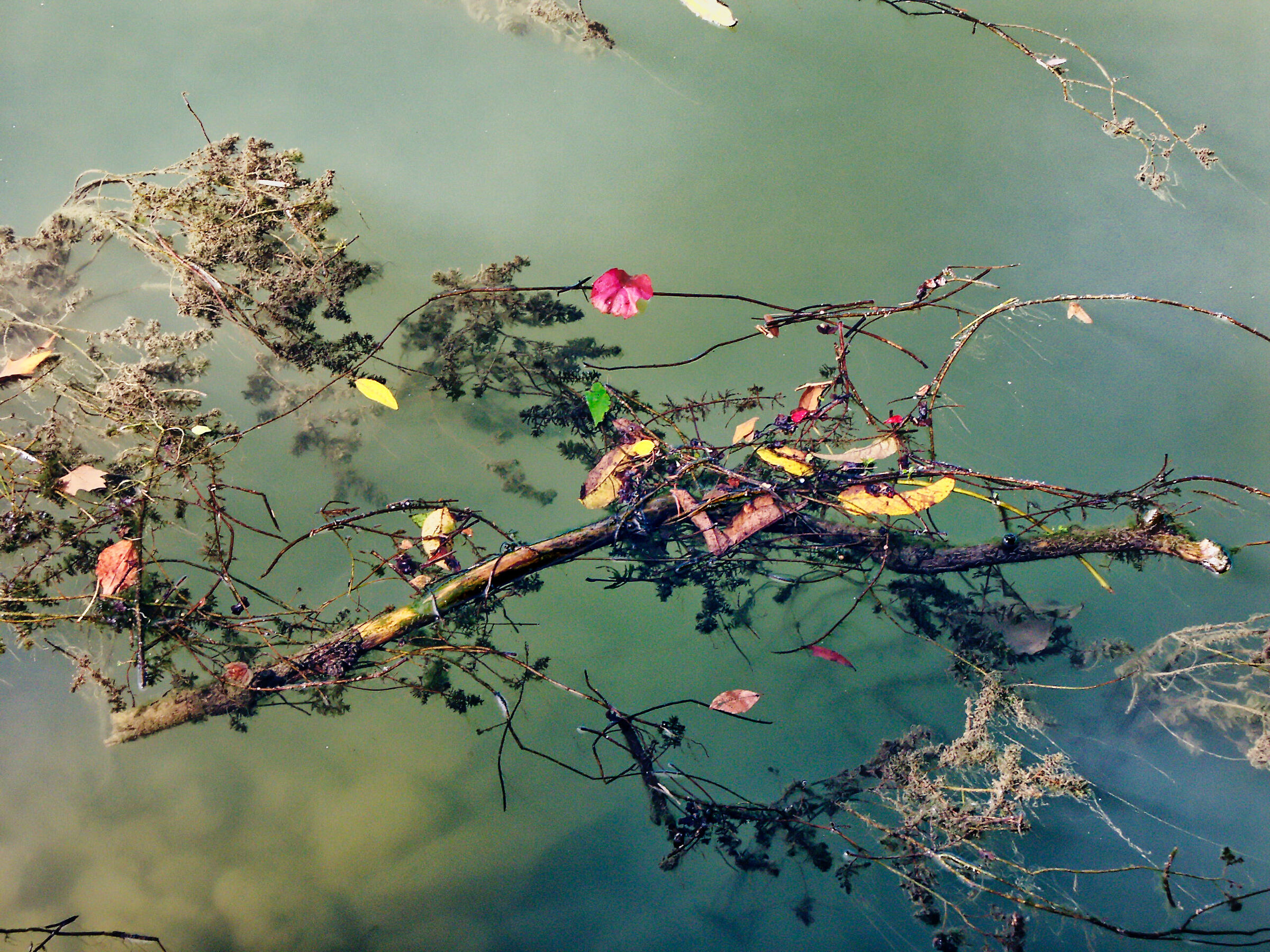 Branches