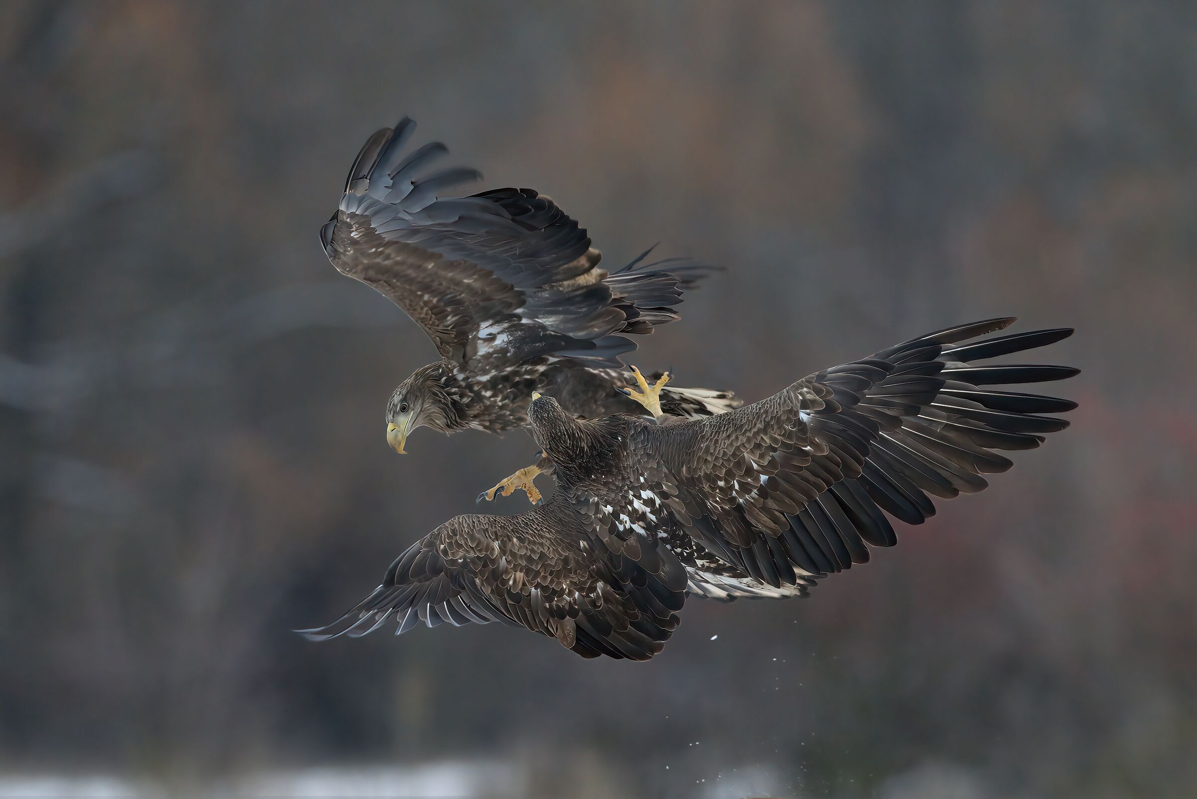 Quarrels between sea eagles