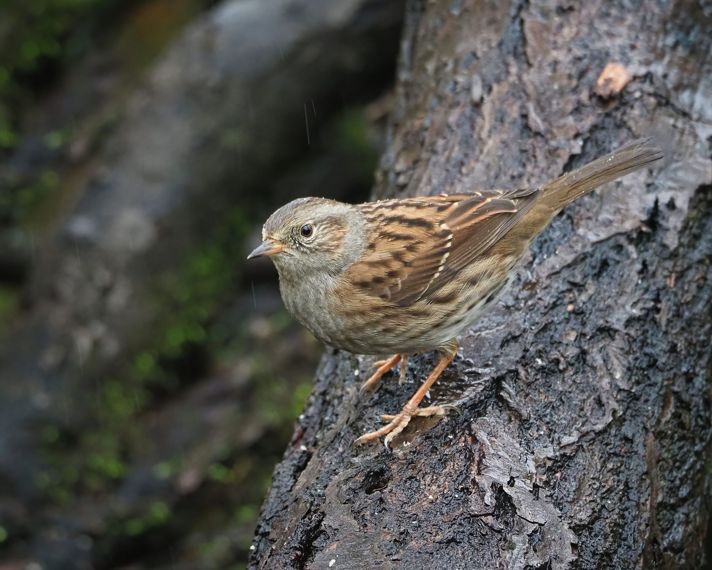 Sparrow in the rain