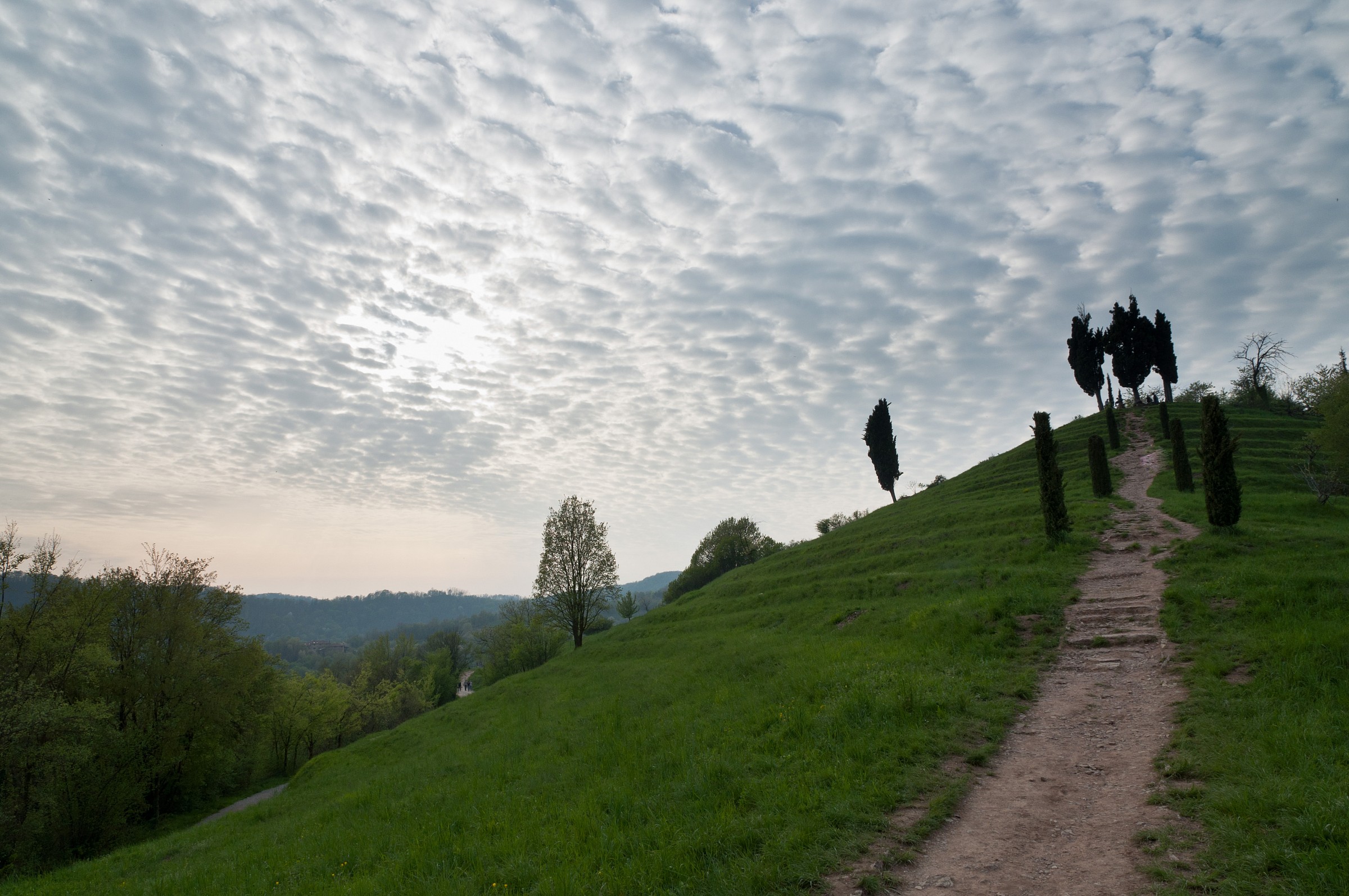 Collina dei cipressi