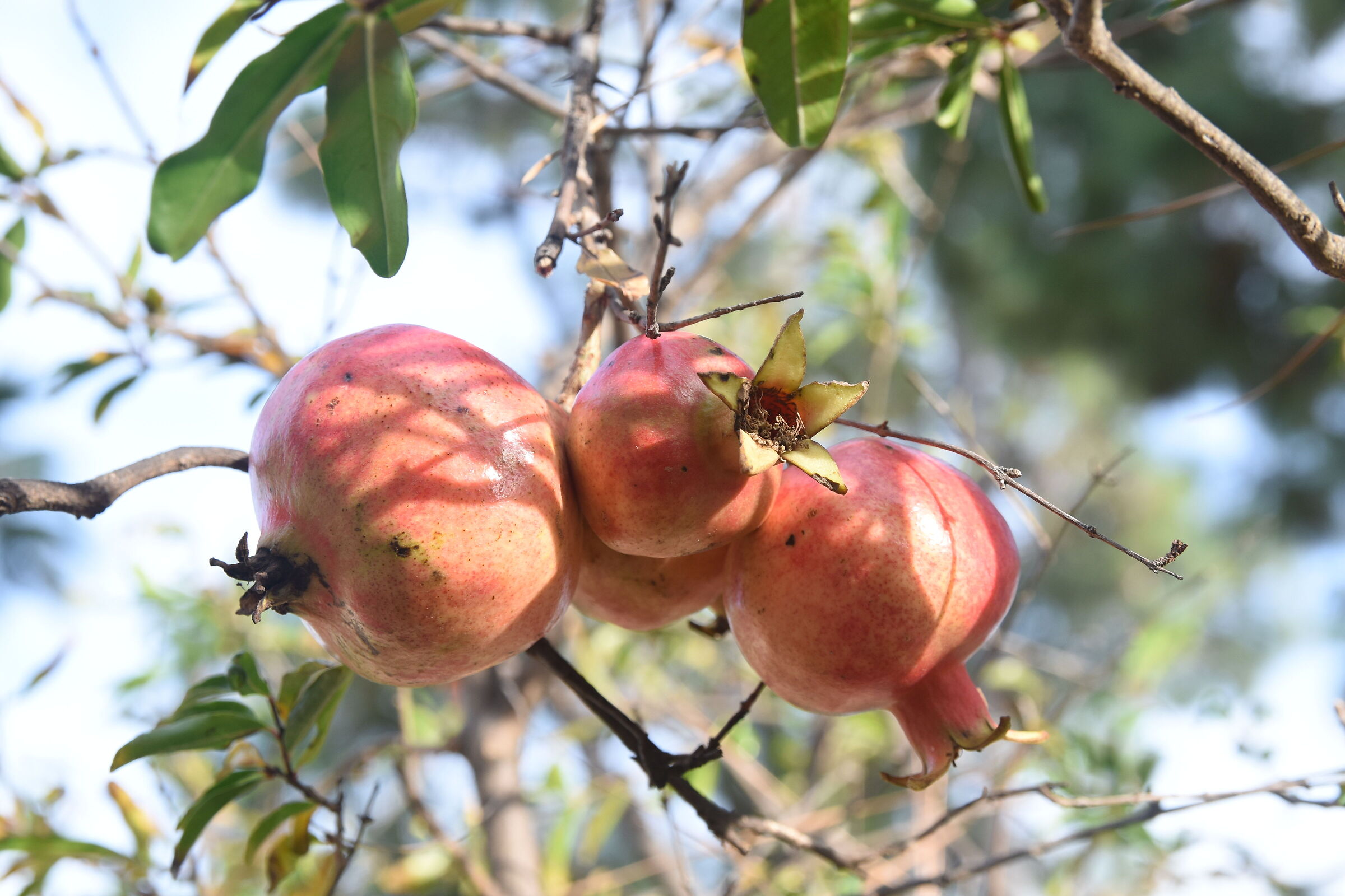 POMEGRANATES - SIGMA 17-50 HSM 2.8 DX CROP FX DIRECT D810