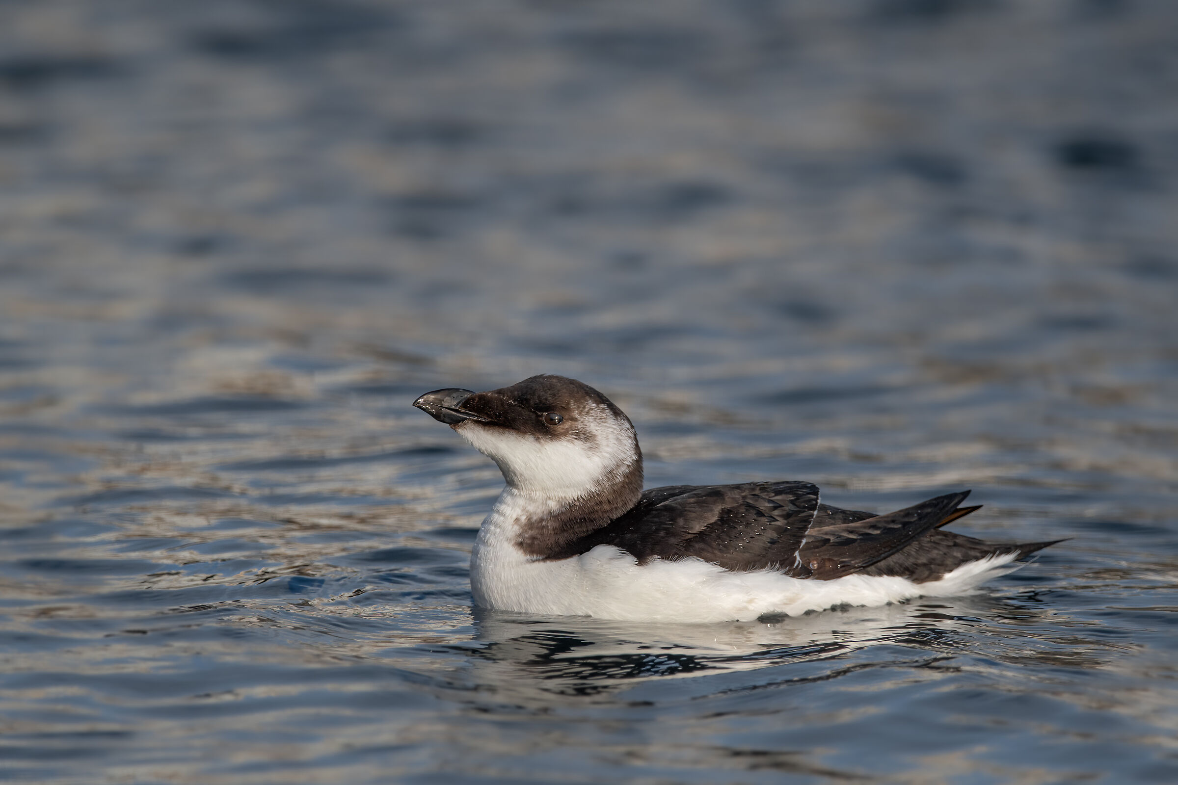 razorbill