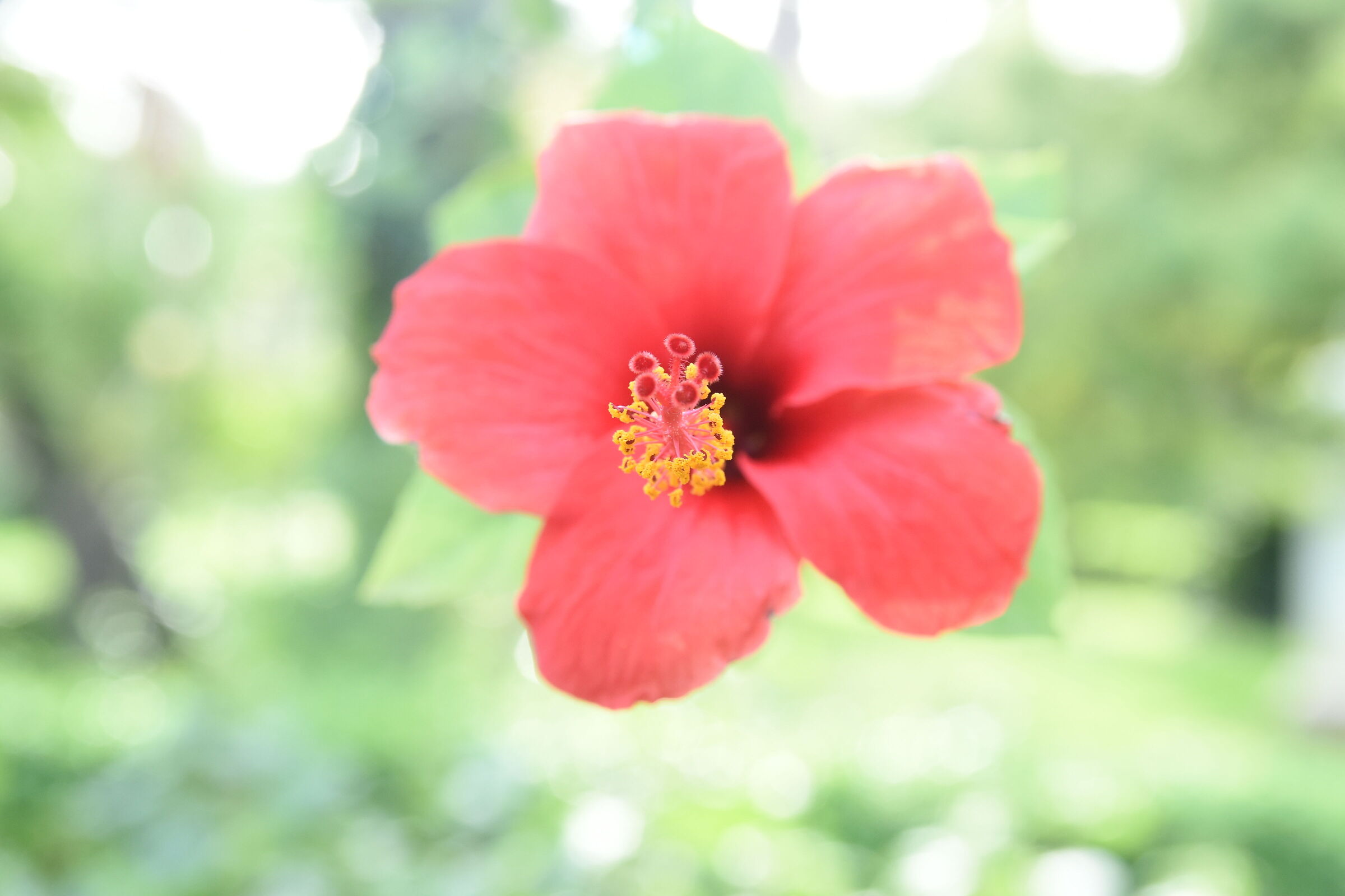 flower - in focus only the pistils - x cfr with the next