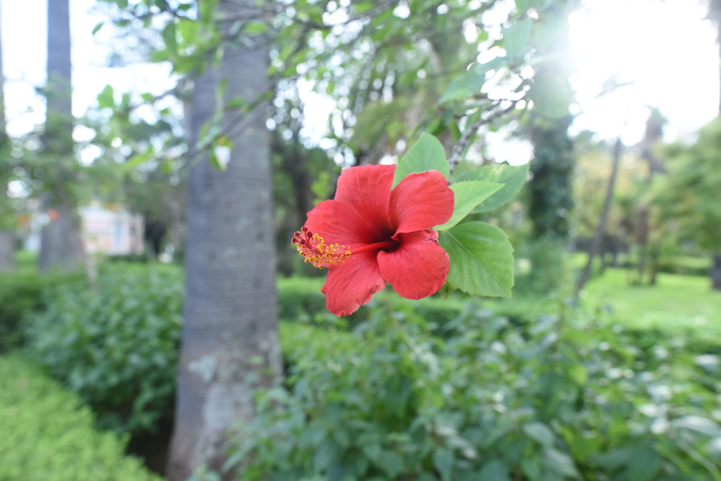 Flower with 24mm Sigma Art