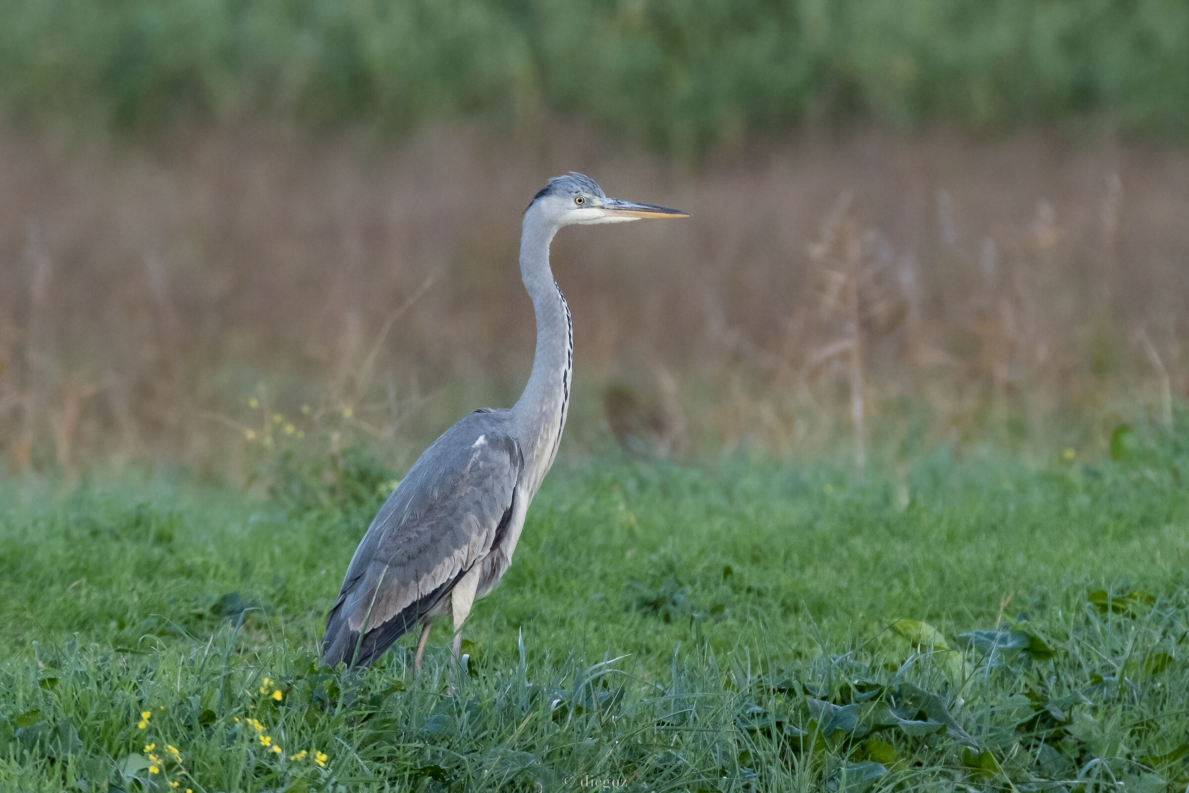 Ardea Cinerea